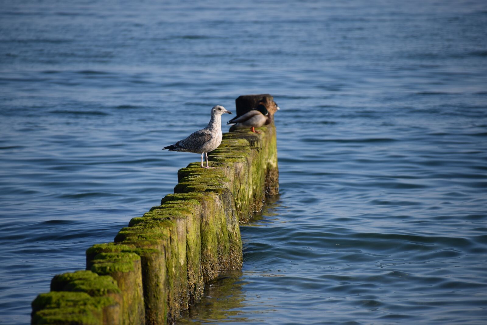 Nikon D5300 sample photo. Breakwater, baltic sea, seagull photography