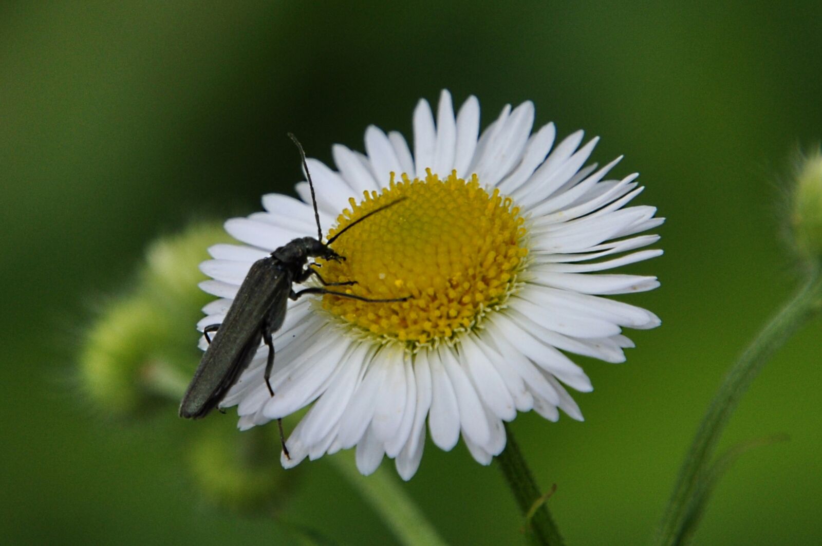 Nikon D5000 sample photo. Flower, insect, macro photography