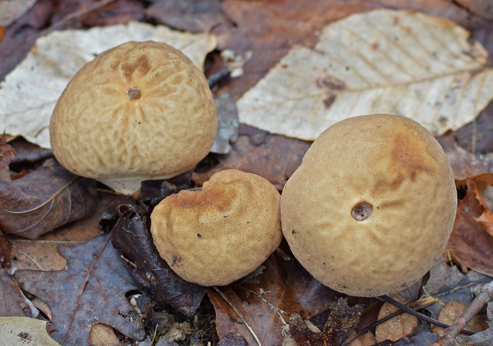 Nikon D3300 sample photo. Puffball mushrooms, mushrooms, fungi photography