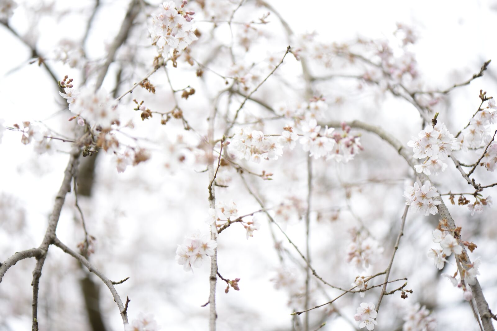 Nikon D4 sample photo. Snow, tree, berries photography