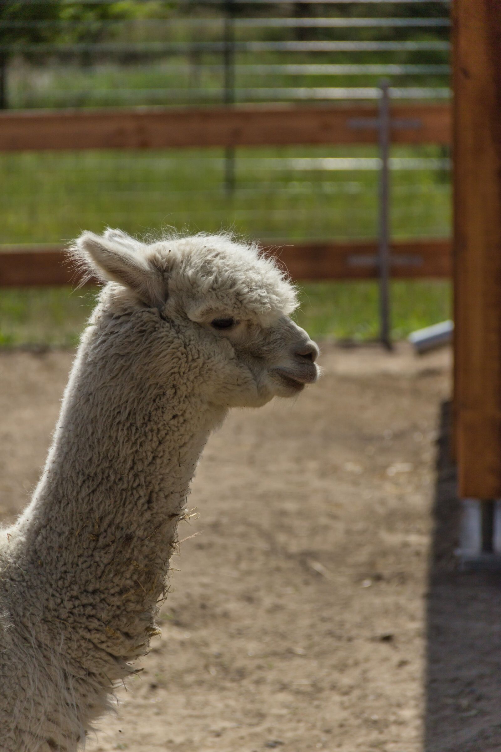 Canon EF-S 18-135mm F3.5-5.6 IS sample photo. Lama, animal, hell photography