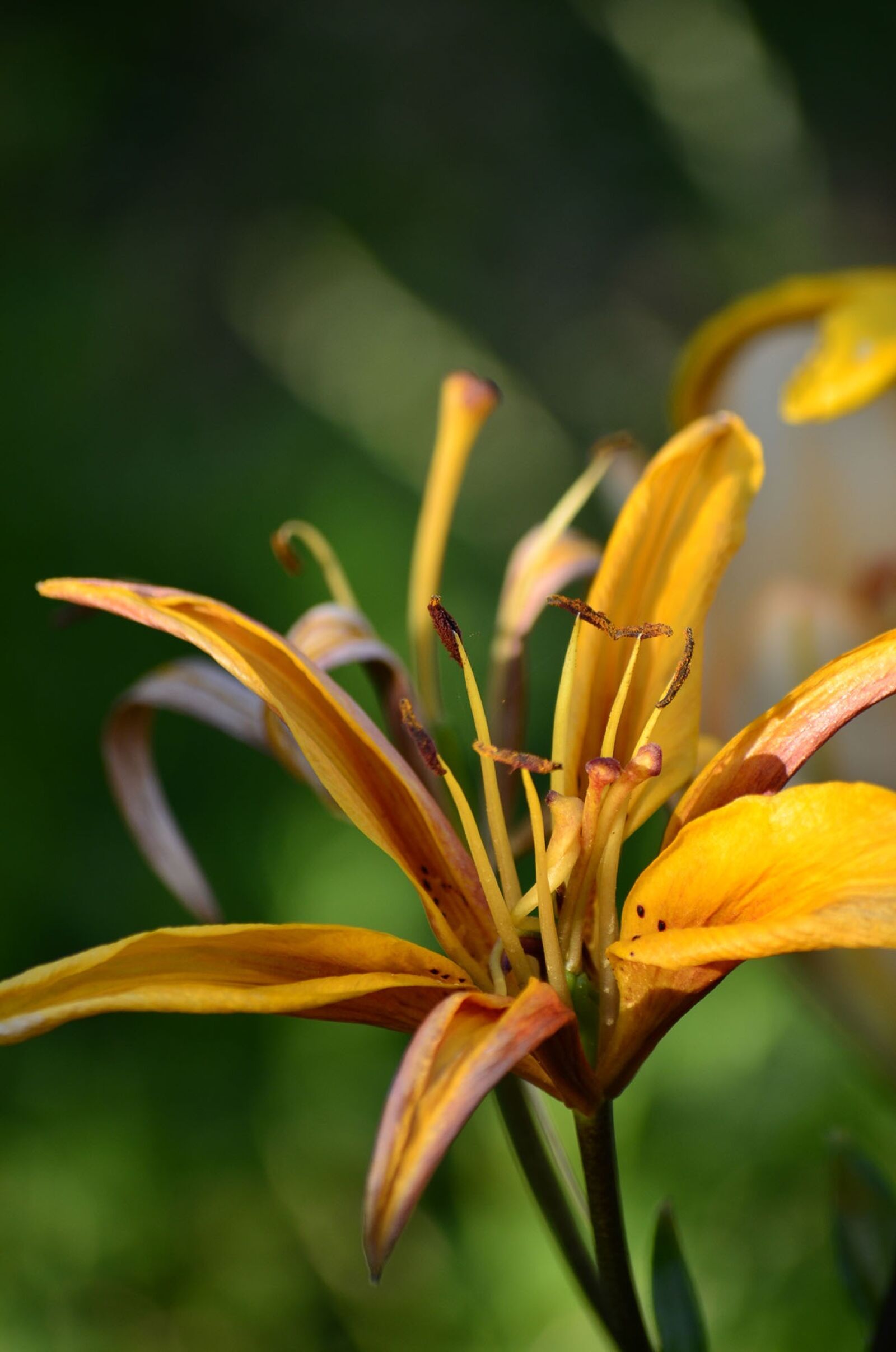 Nikon D5100 sample photo. Flowers, lily, summer photography