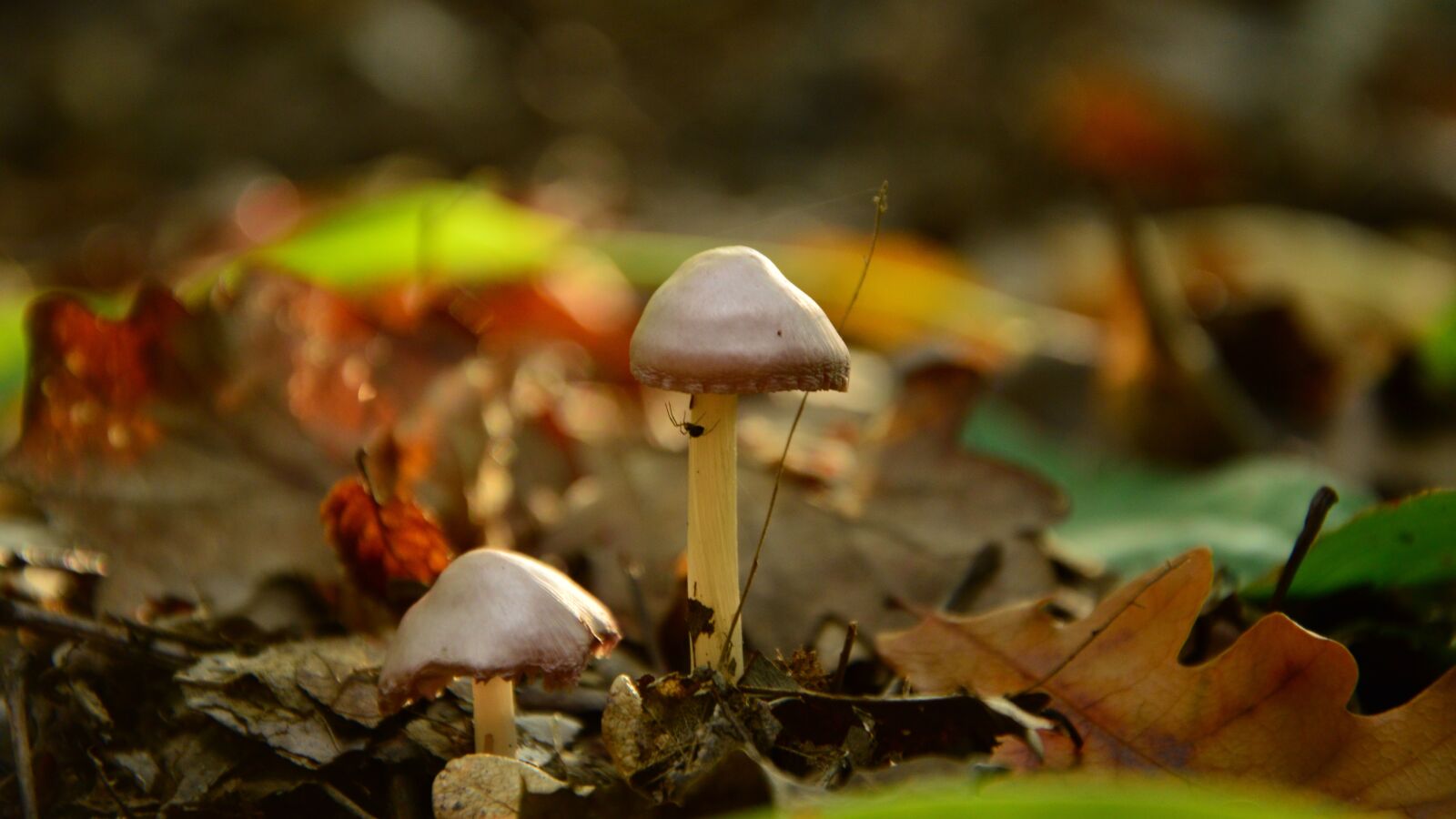 Nikon D3200 sample photo. Mushroom, forest, foliage photography