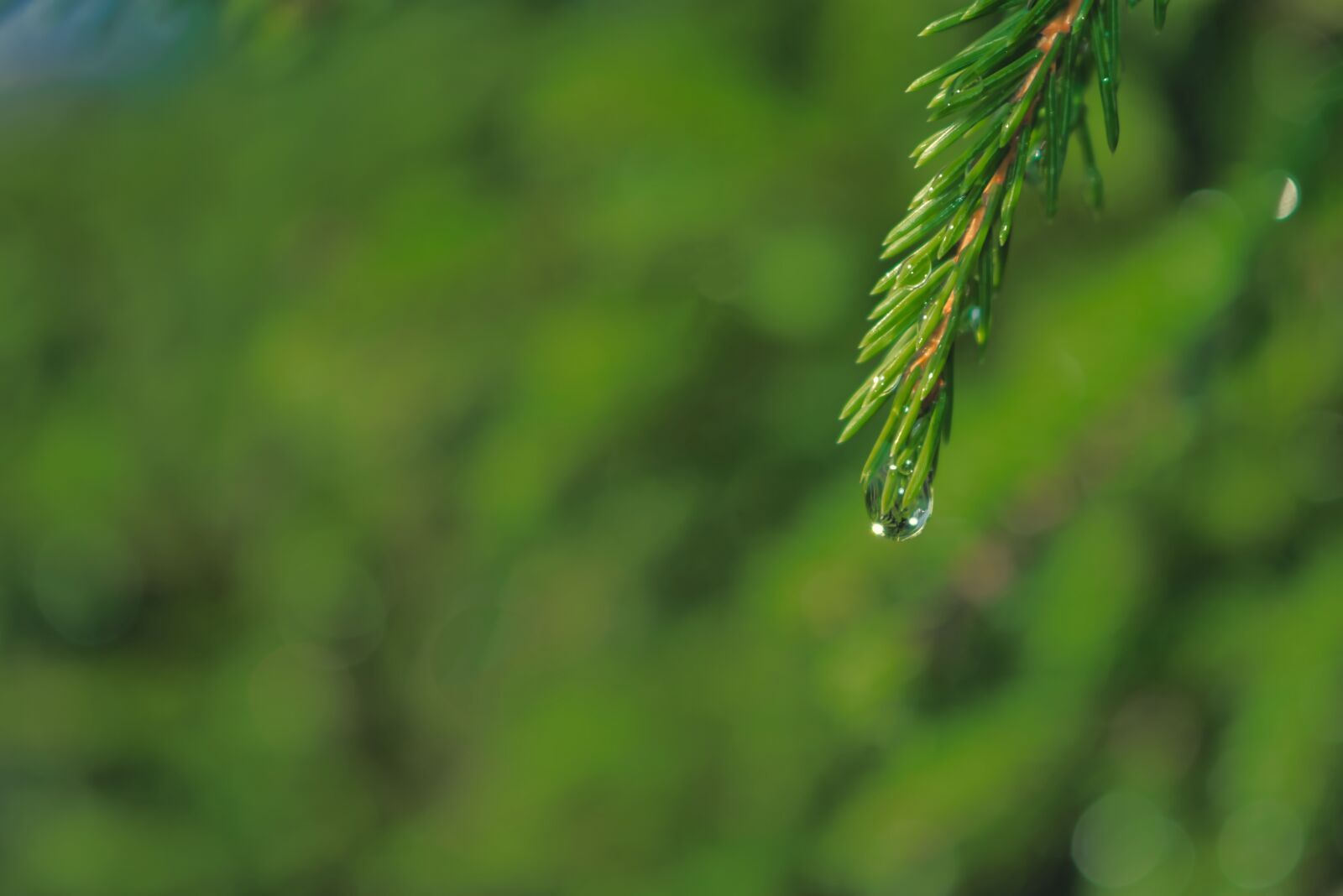 Nikon D3400 sample photo. Fir, droplet, water photography