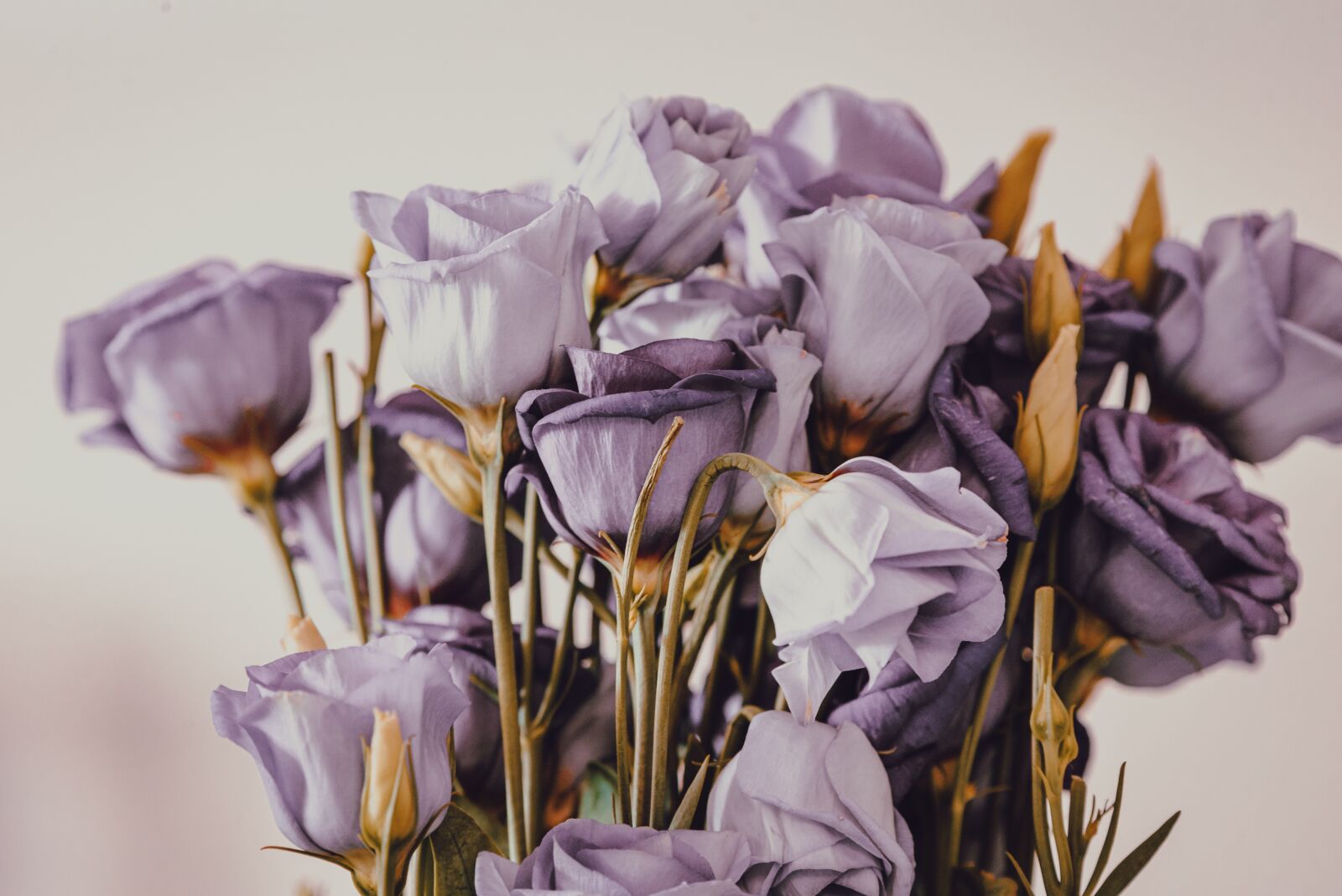 Nikon D610 sample photo. Roses, bouquet of roses photography