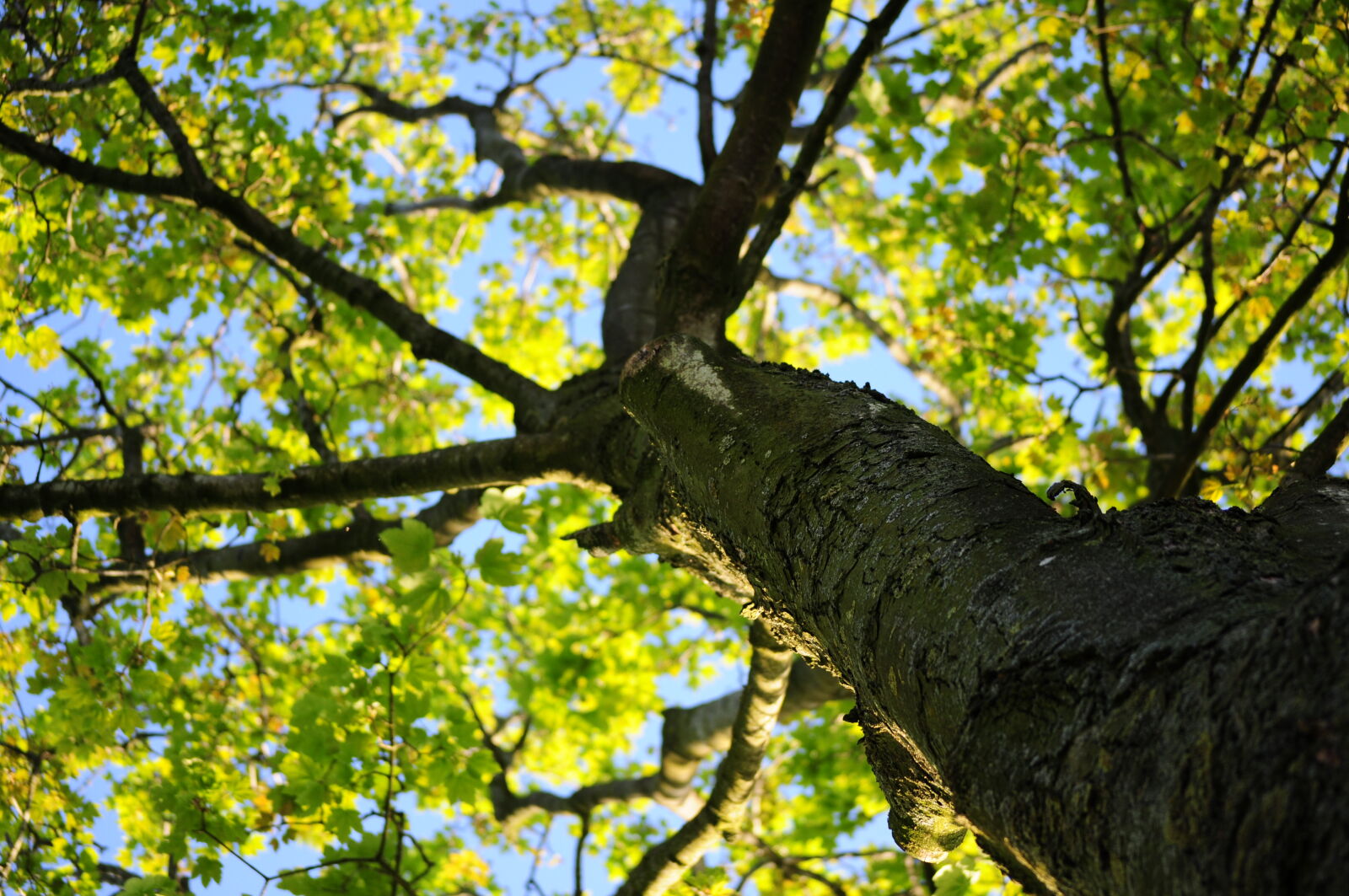 Nikon D5000 sample photo. Wood, nature, leaves, tree photography