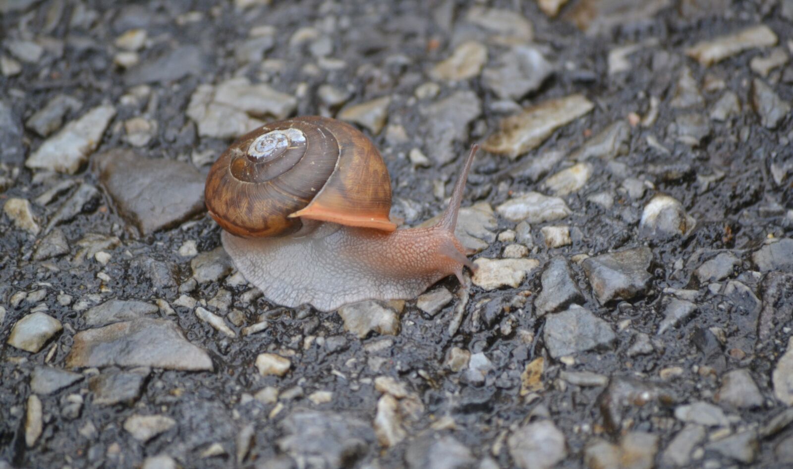 Nikon D3100 sample photo. Invertebrate, snail, nature photography