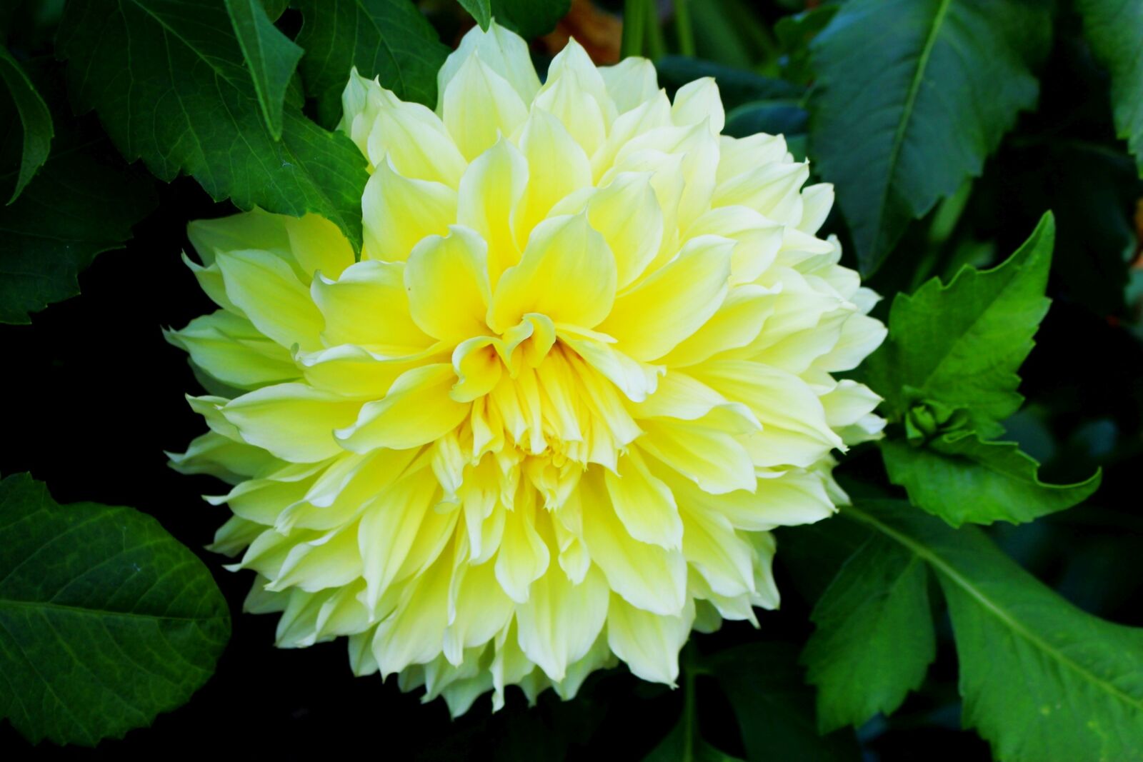 Canon EOS 700D (EOS Rebel T5i / EOS Kiss X7i) sample photo. Flower, dalia, yellow photography