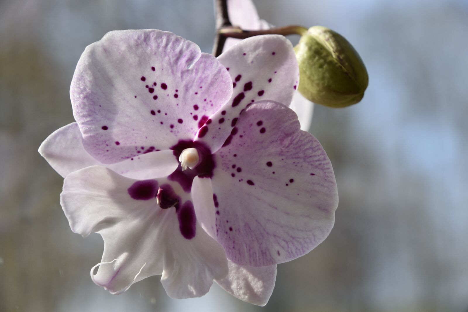 Nikon D5600 sample photo. Flower, nature, plant photography