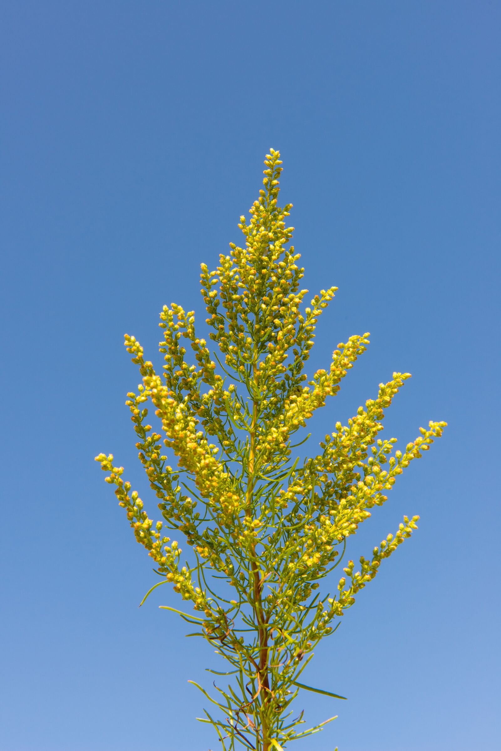 Nikon D800 sample photo. Plant, flowers, mohan photography