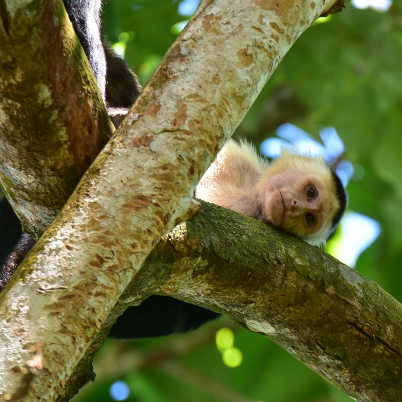 Nikon D3400 sample photo. Monkey, animal, tree photography