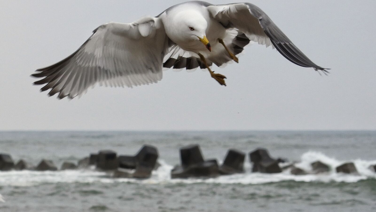 Nikon 1 Nikkor VR 30-110mm F3.8-5.6 sample photo. Animal, sea, beach photography