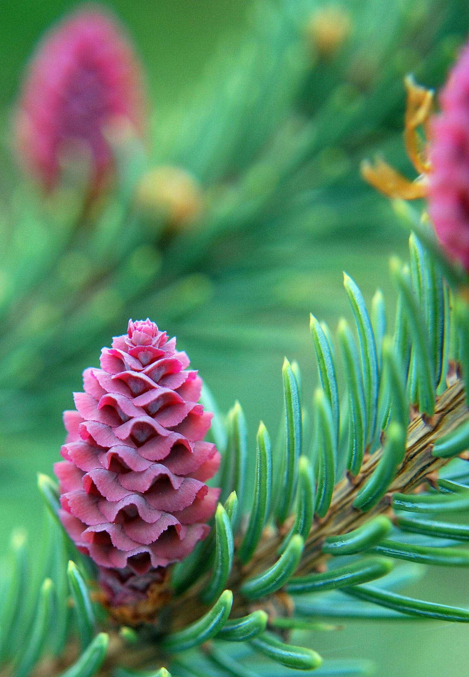Nikon D60 sample photo. Spring, pine, sprouting photography