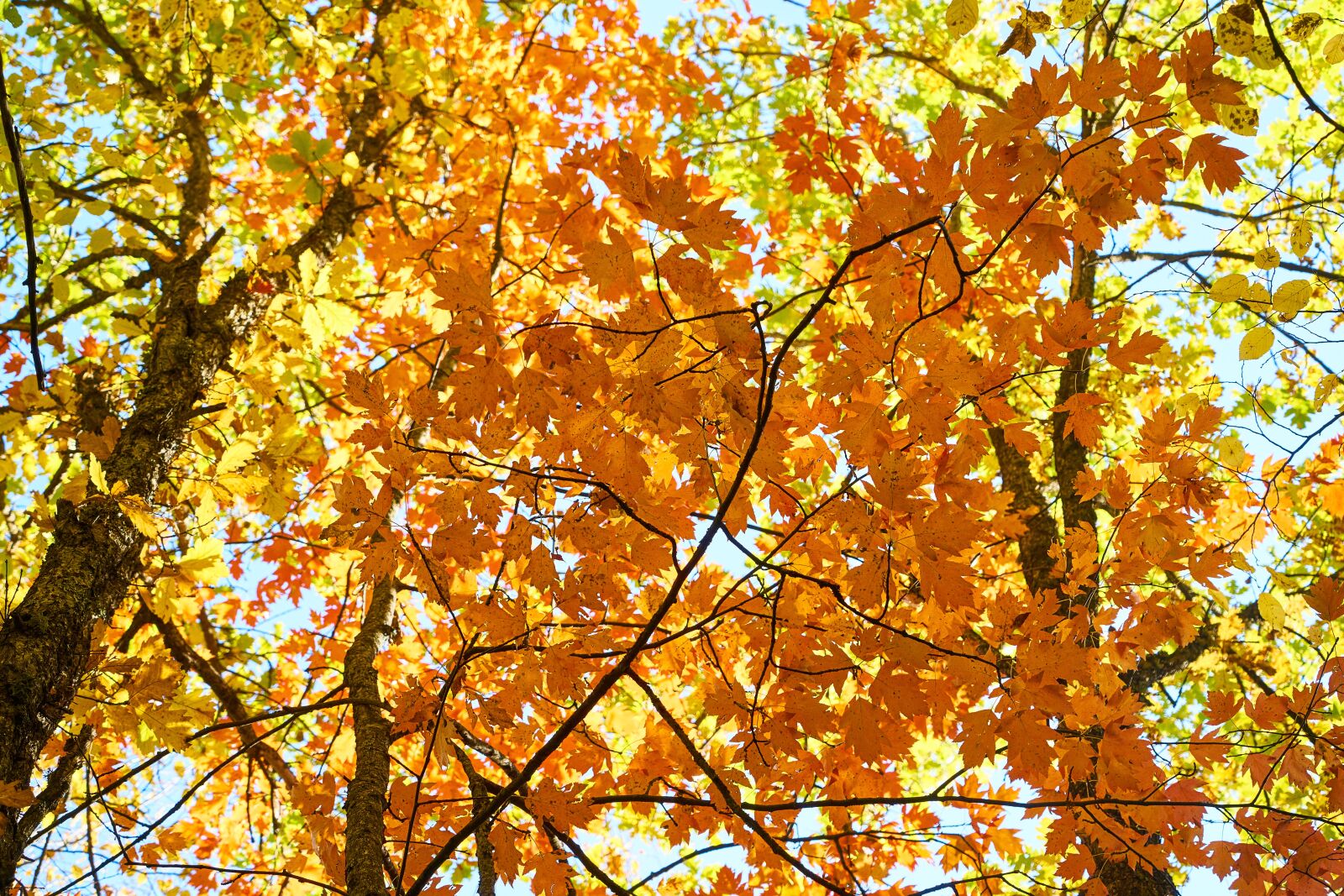 Sony a7R II sample photo. Autumn, the leaves are photography