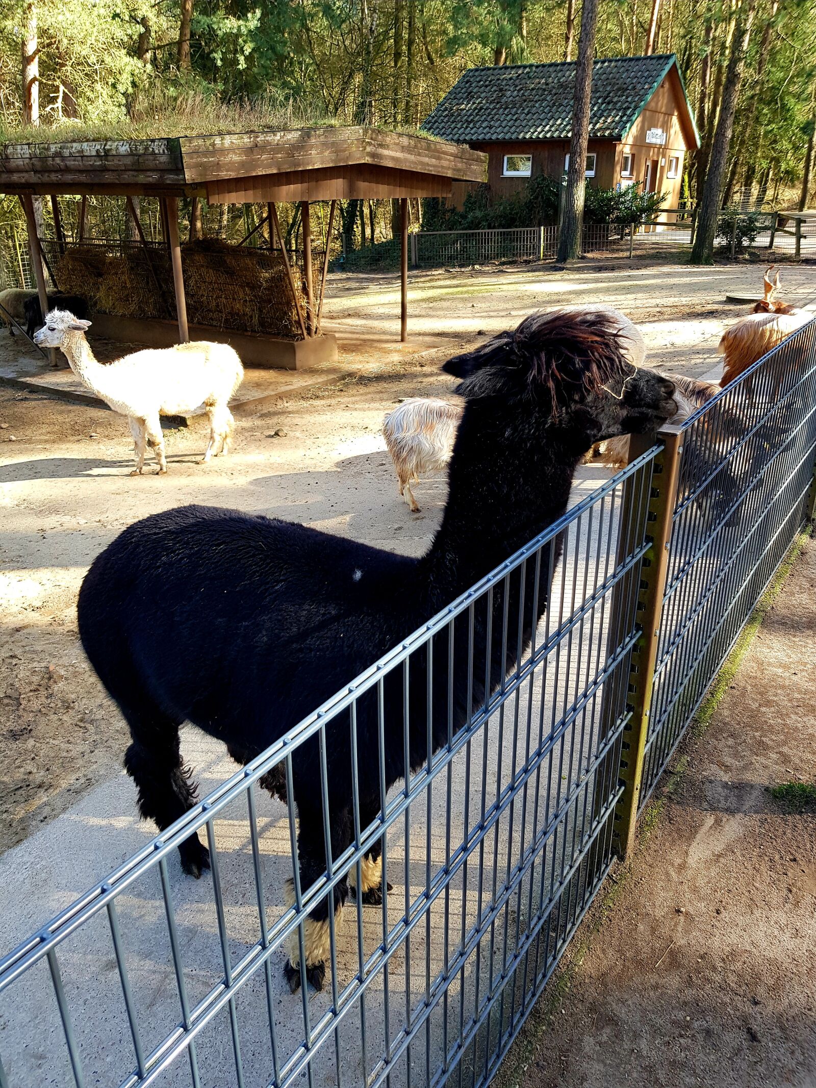 Samsung SM-N950F sample photo. Alpaca, wildlife park, zoo photography