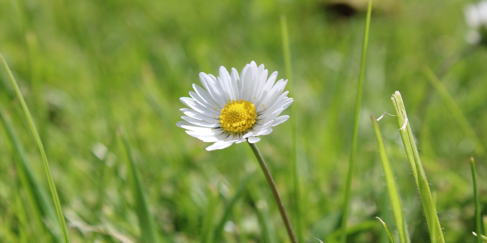 Canon EOS 2000D (EOS Rebel T7 / EOS Kiss X90 / EOS 1500D) sample photo. The beginning of spring photography