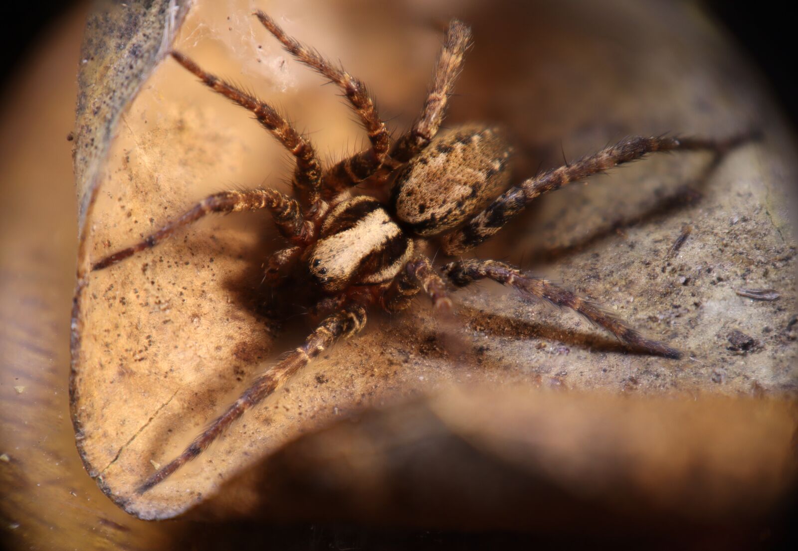 Canon EOS M50 (EOS Kiss M) sample photo. Arachnid, insect, nature photography