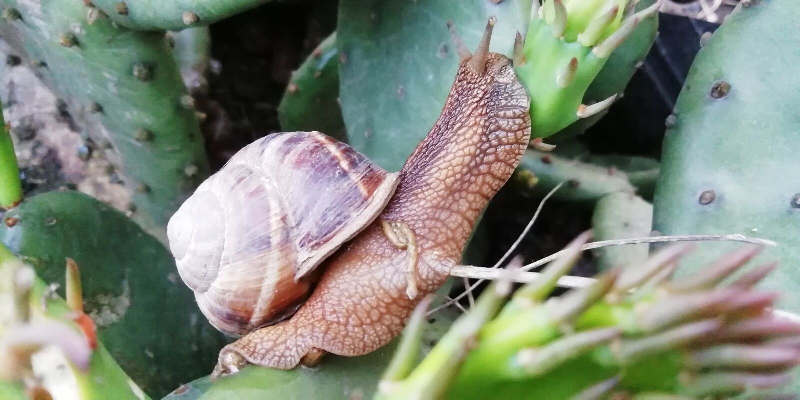 HUAWEI Honor 9 Lite sample photo. Snail, cactus, cottage photography