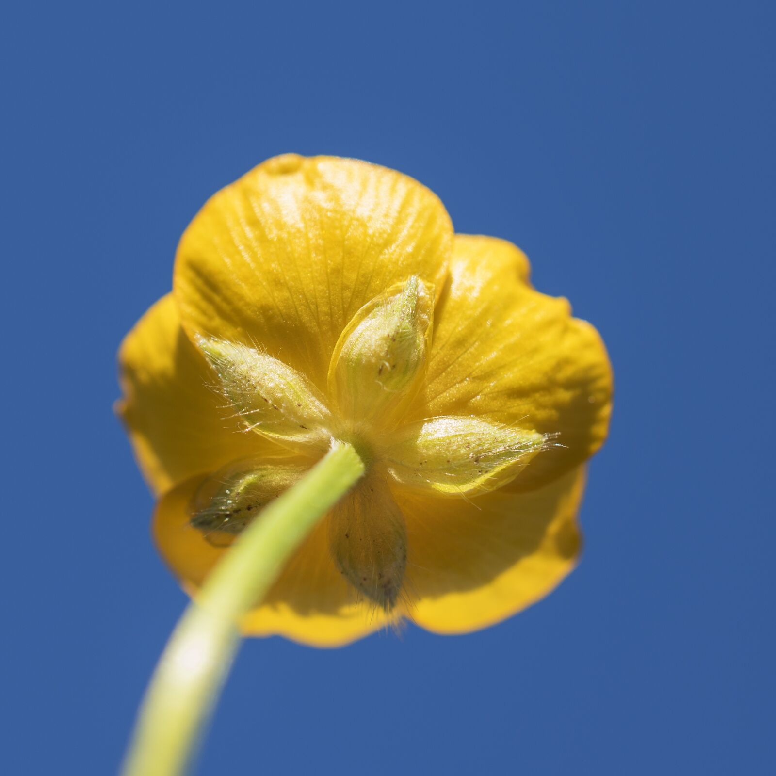 Nikon D5600 sample photo. Flower, yellow, buttercup photography