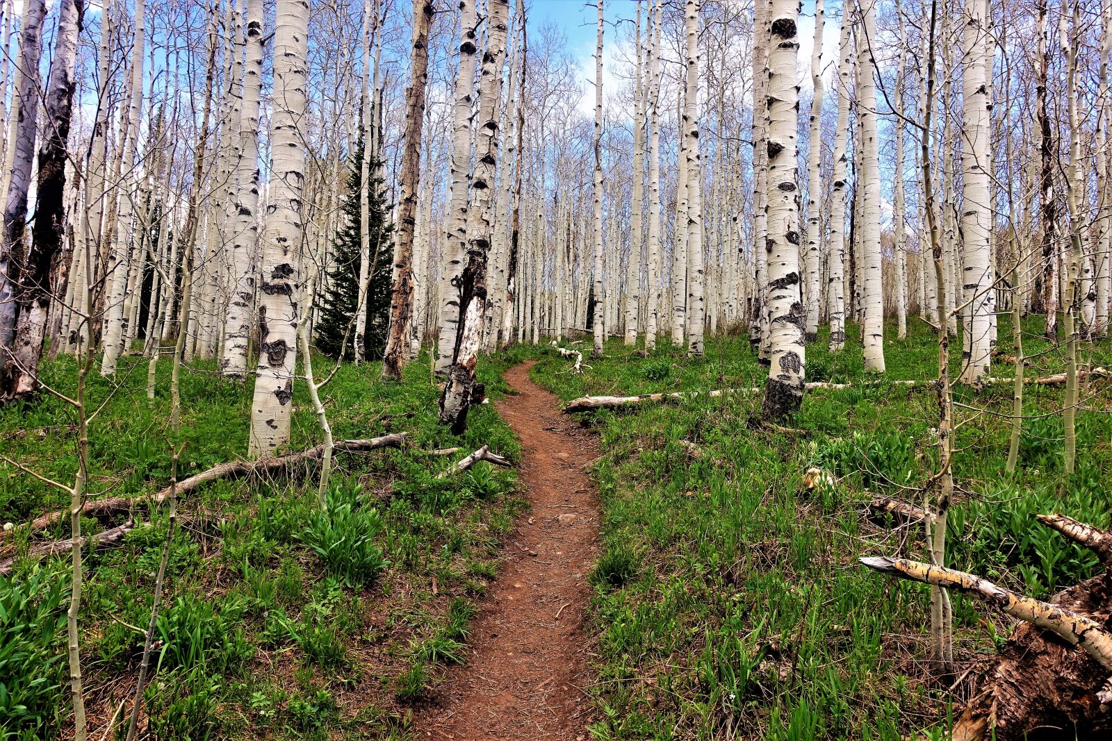 Sony Cyber-shot DSC-RX100 III sample photo. Aspen trees, forest, path photography