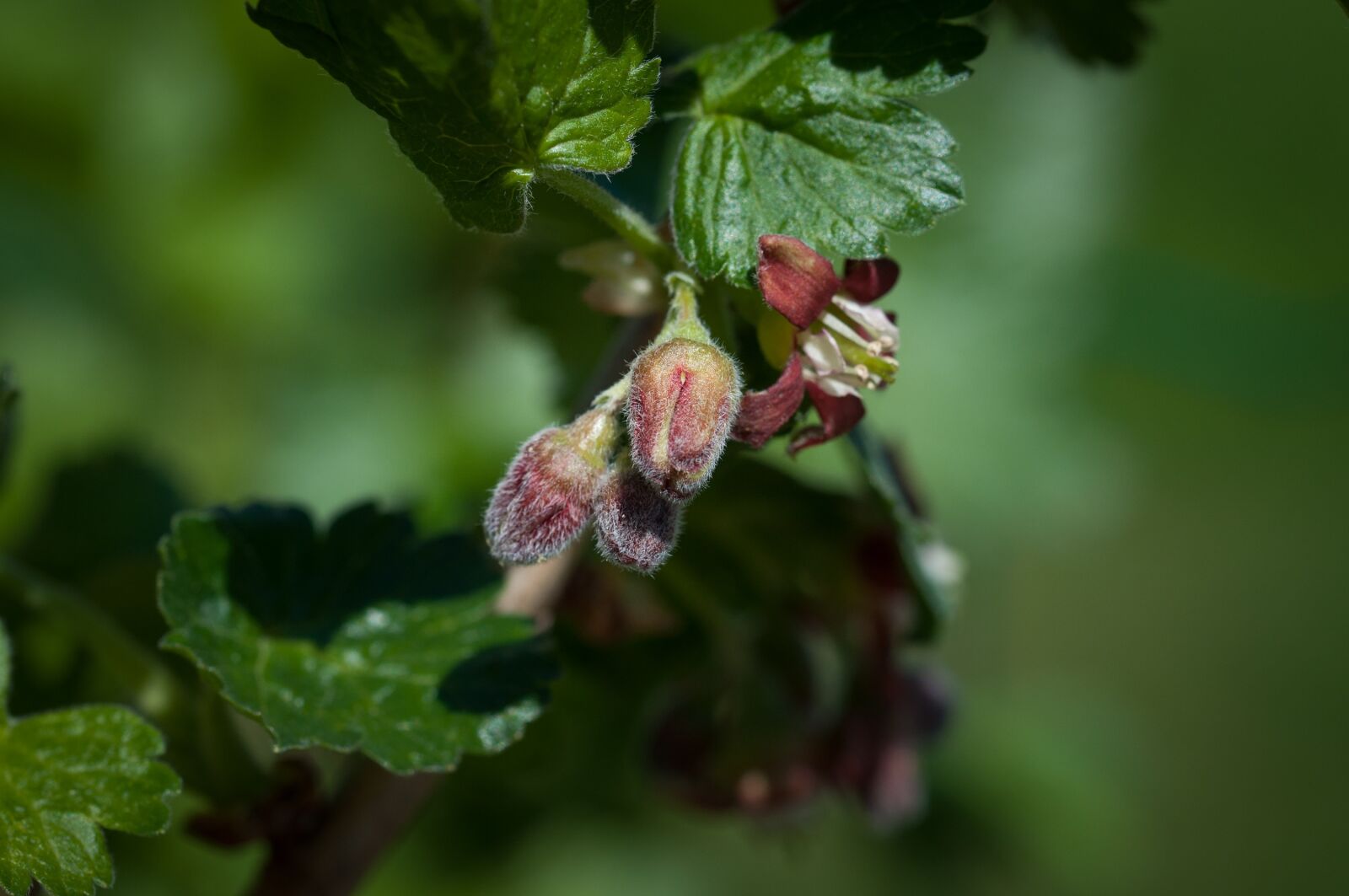 Nikon D90 sample photo. Currant, bud, nature photography
