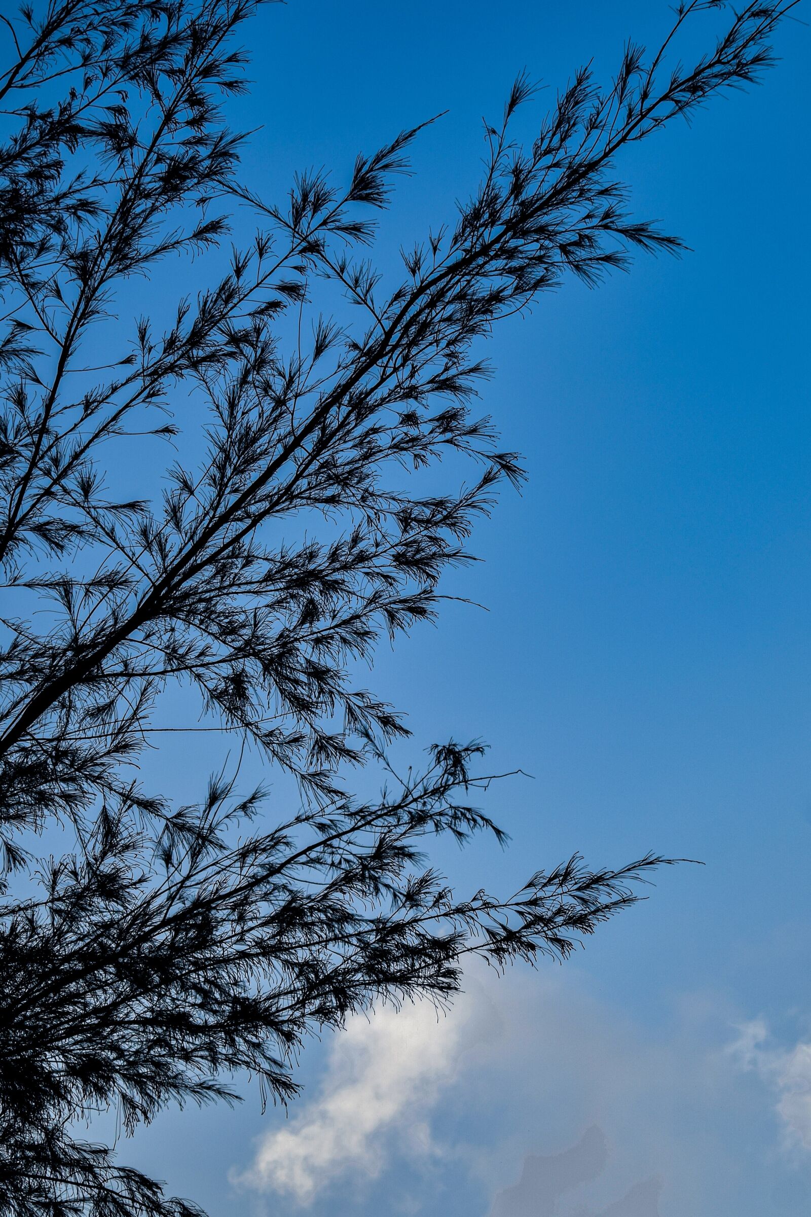 Nikon D5300 sample photo. Tagwagai, sky, branch photography