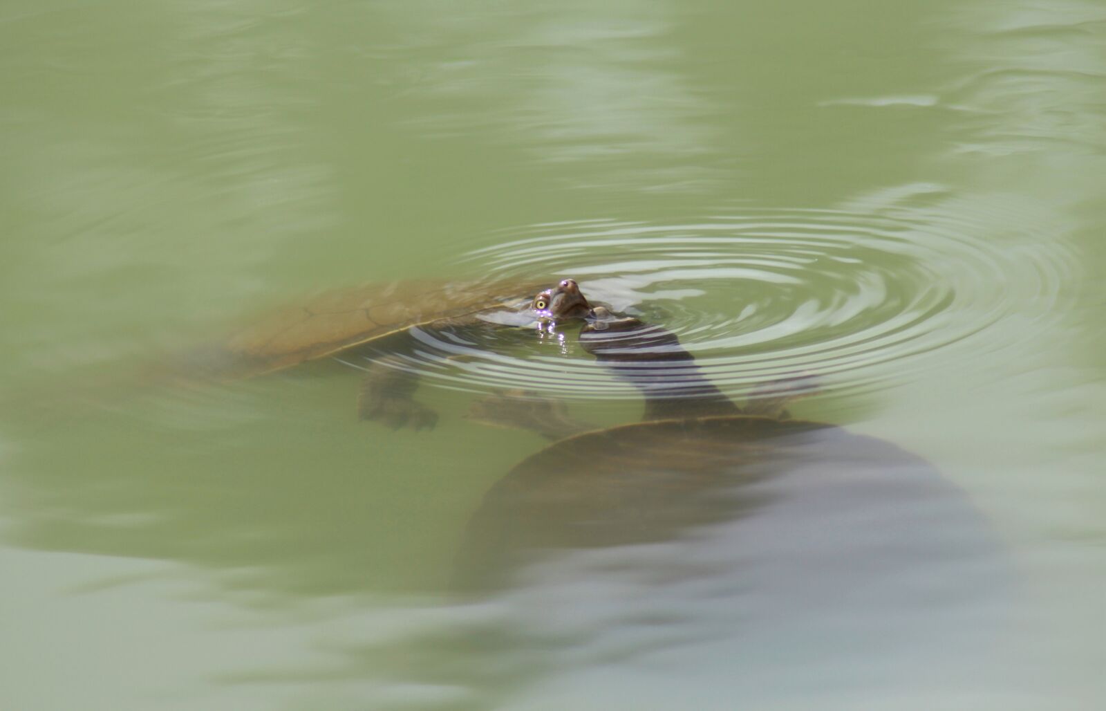 Canon EOS 700D (EOS Rebel T5i / EOS Kiss X7i) sample photo. Long-necked turtles, courtship, swimming photography
