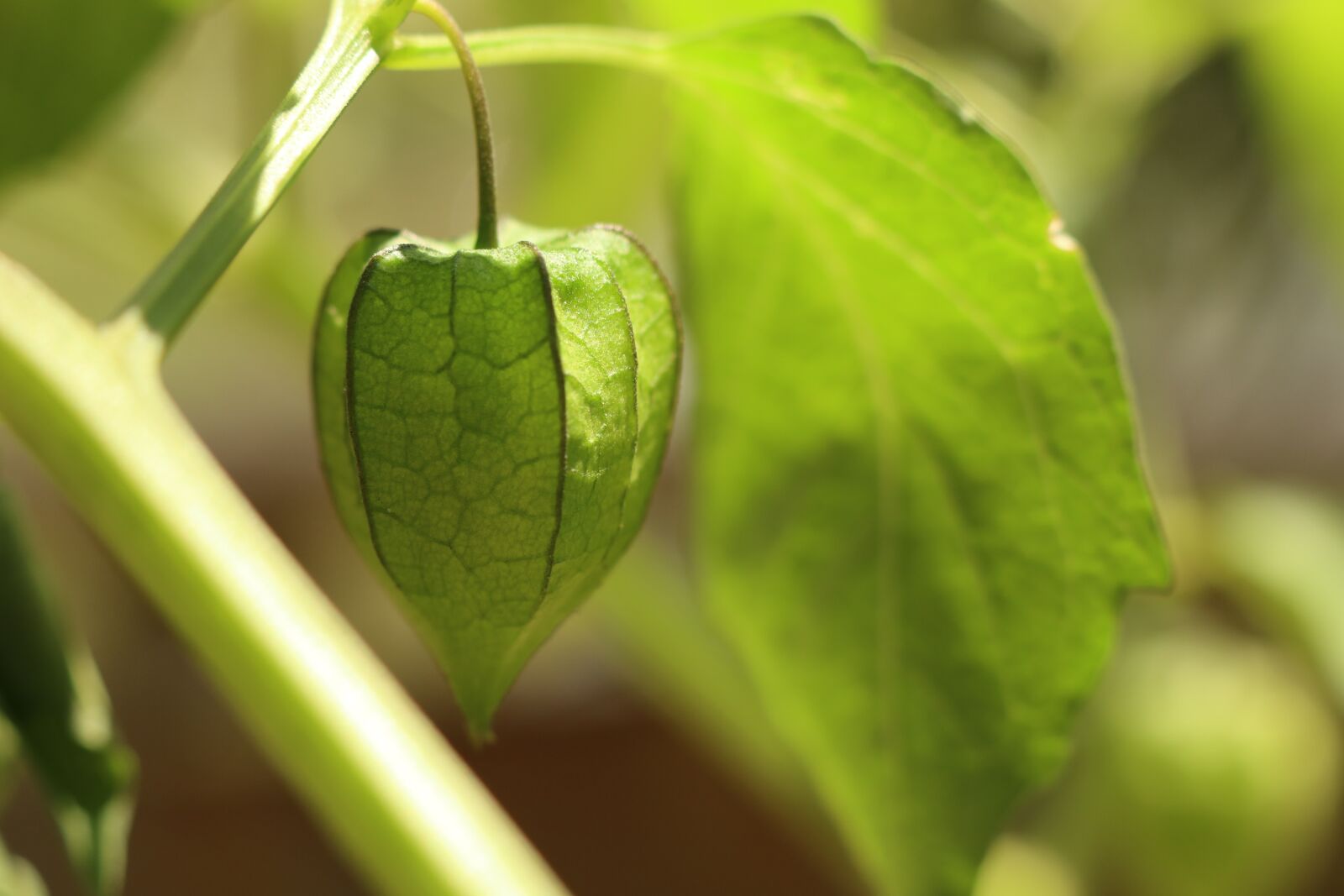Canon EF-M 18-150mm F3.5-6.3 IS STM sample photo. Wild fruit, green lantern photography