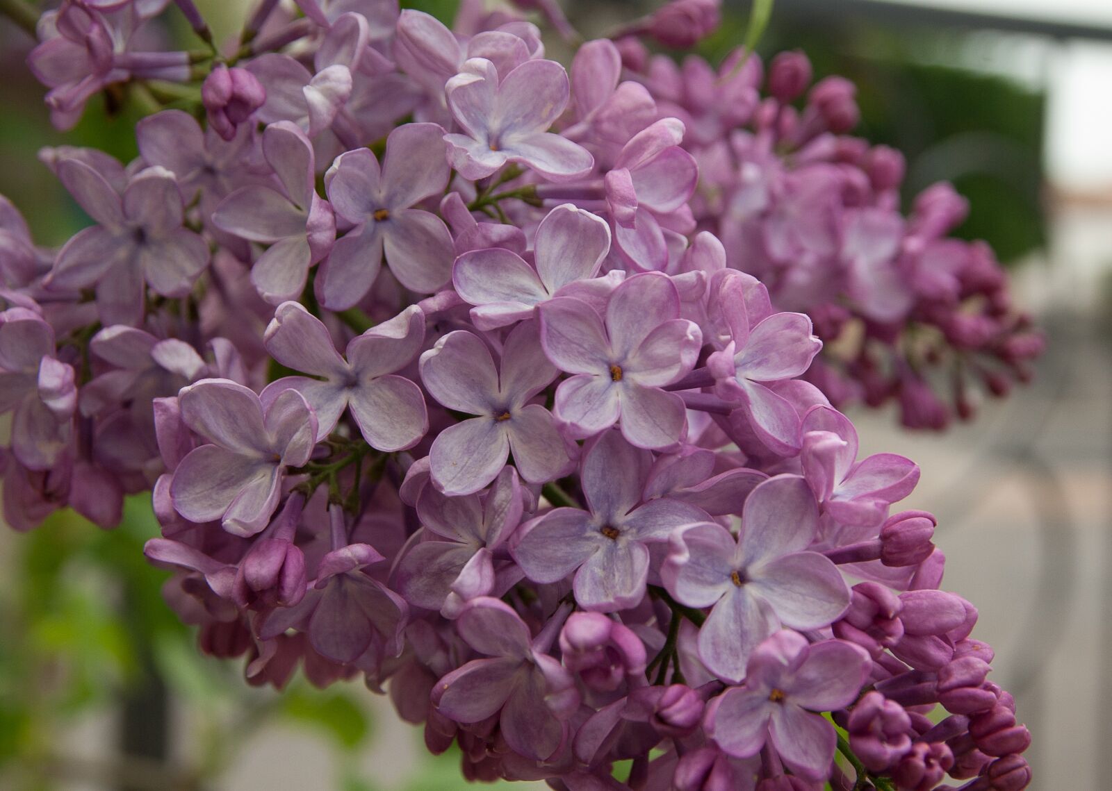 Pentax K10D sample photo. Flower, lilac, purple photography