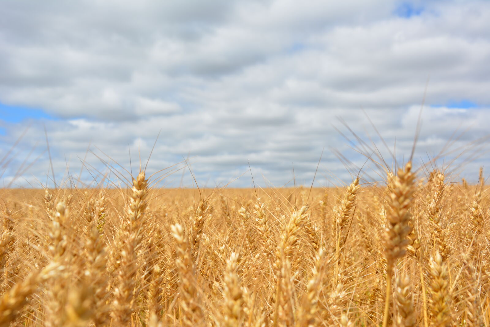 Nikon D5200 sample photo. Wheat, field, under, blue photography