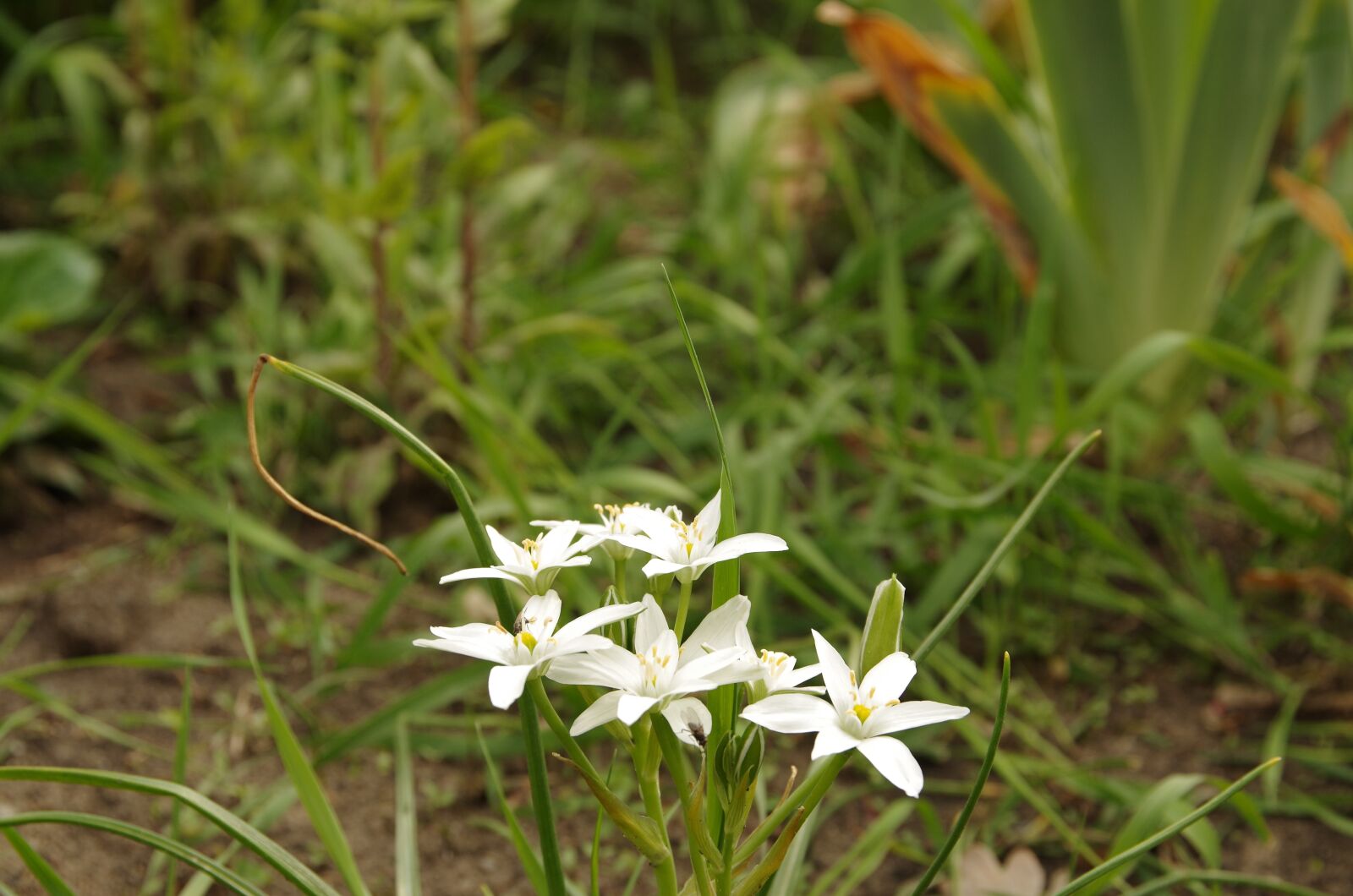 Pentax K-50 sample photo. Nature, plant, flower photography
