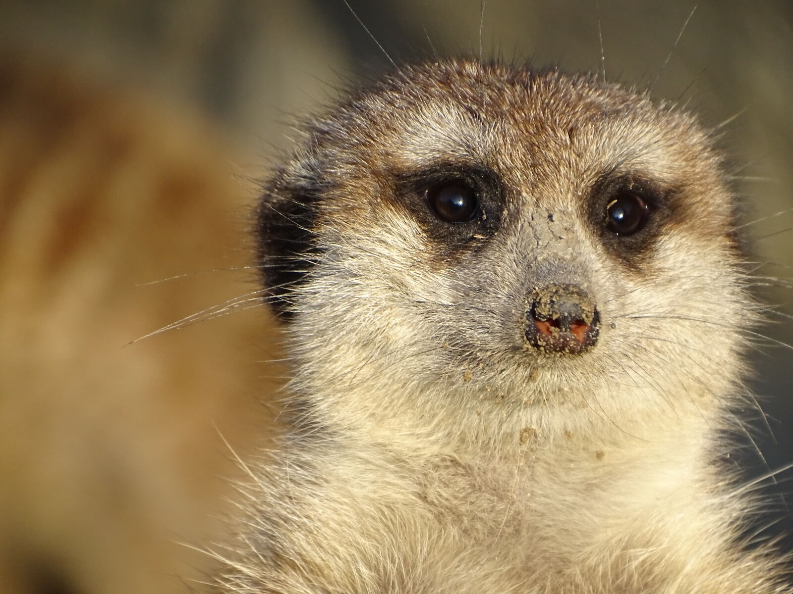 Sony Cyber-shot DSC-HX400V sample photo. Meerkat photography