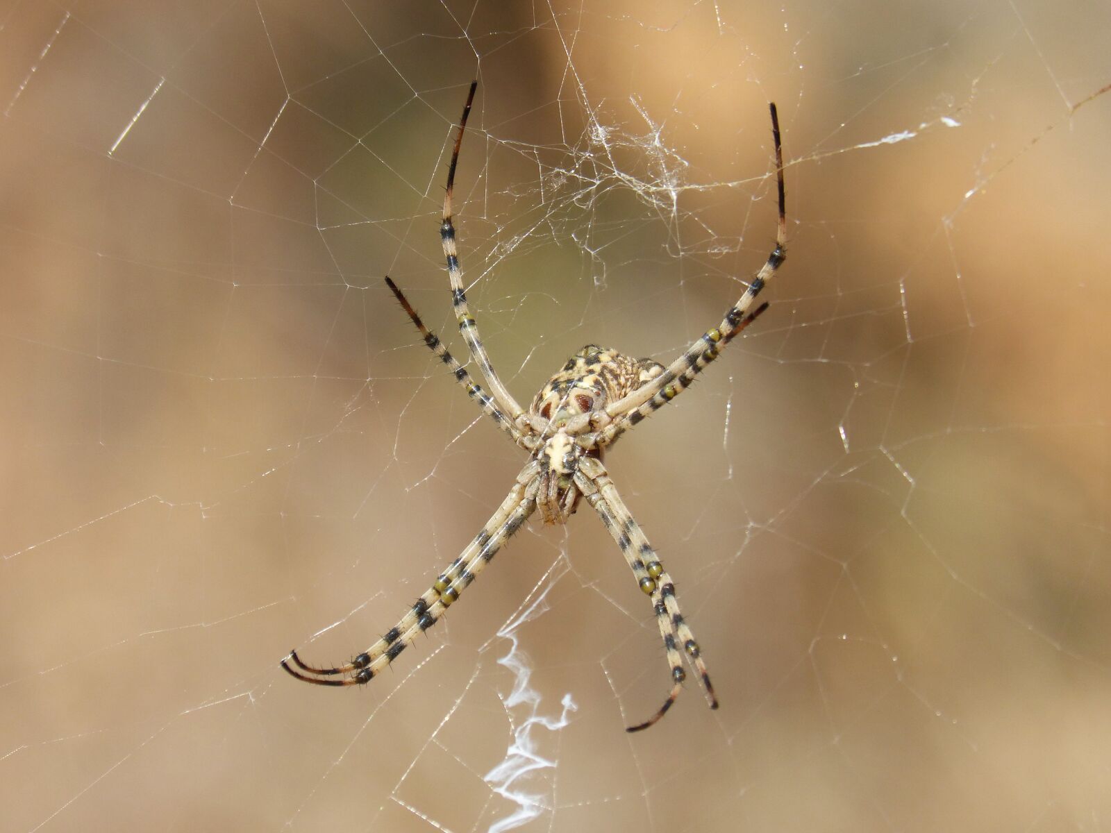 Panasonic DMC-FZ62 sample photo. Spider, arachnid, risk photography