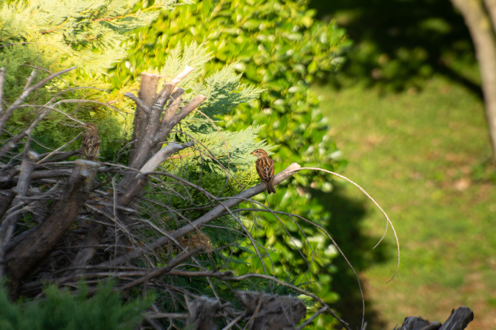 Nikon D7200 sample photo
