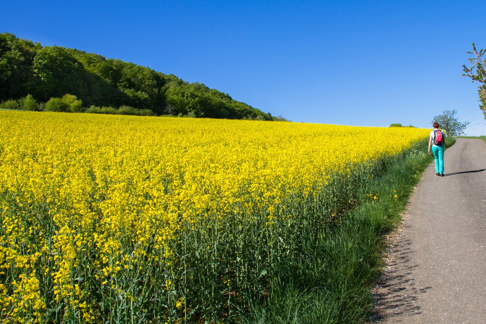 Canon EOS 7D sample photo. Oilseed rape, field of photography