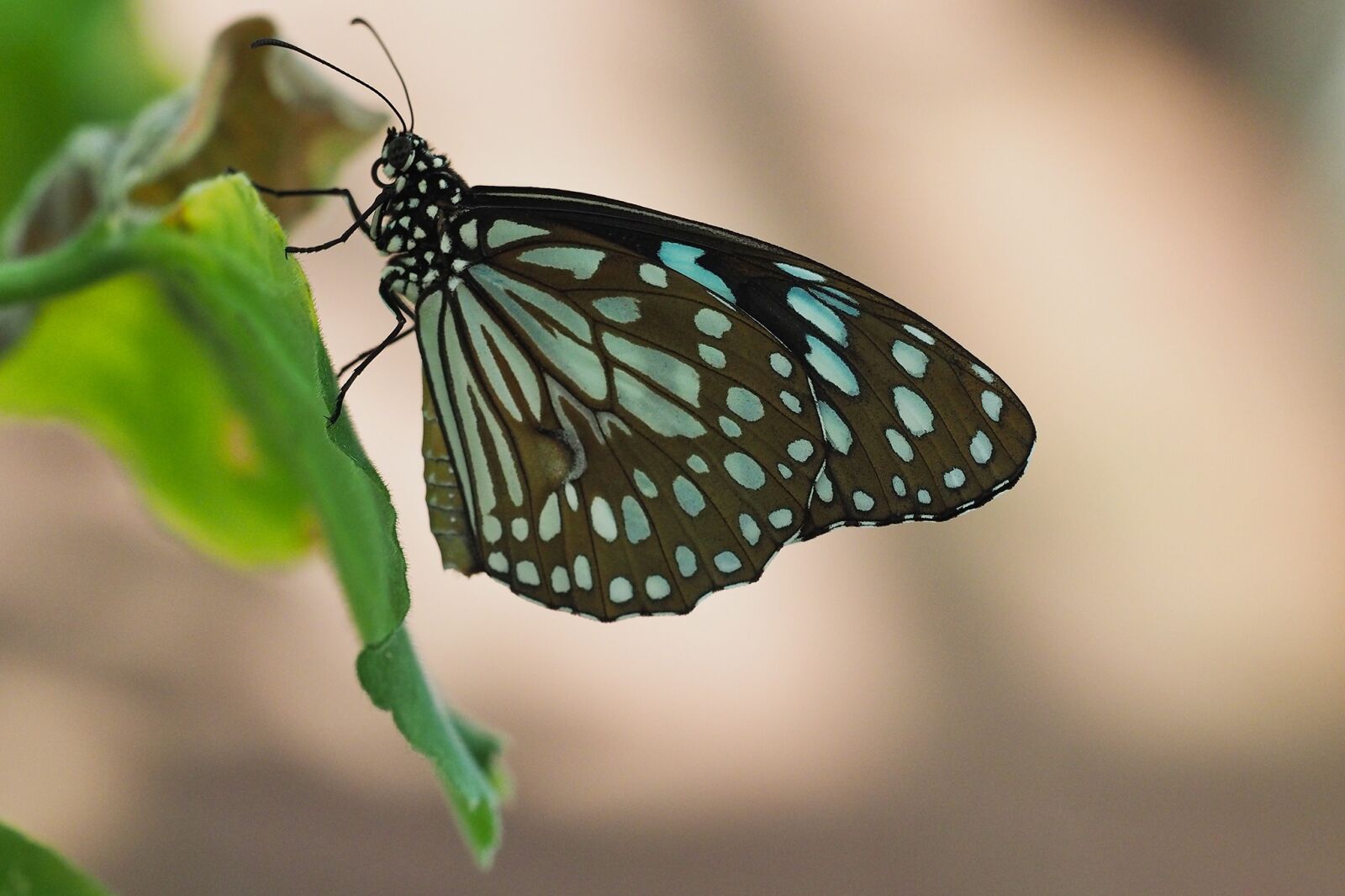 Olympus OM-D E-M1 sample photo. Butterfly, insect, public record photography