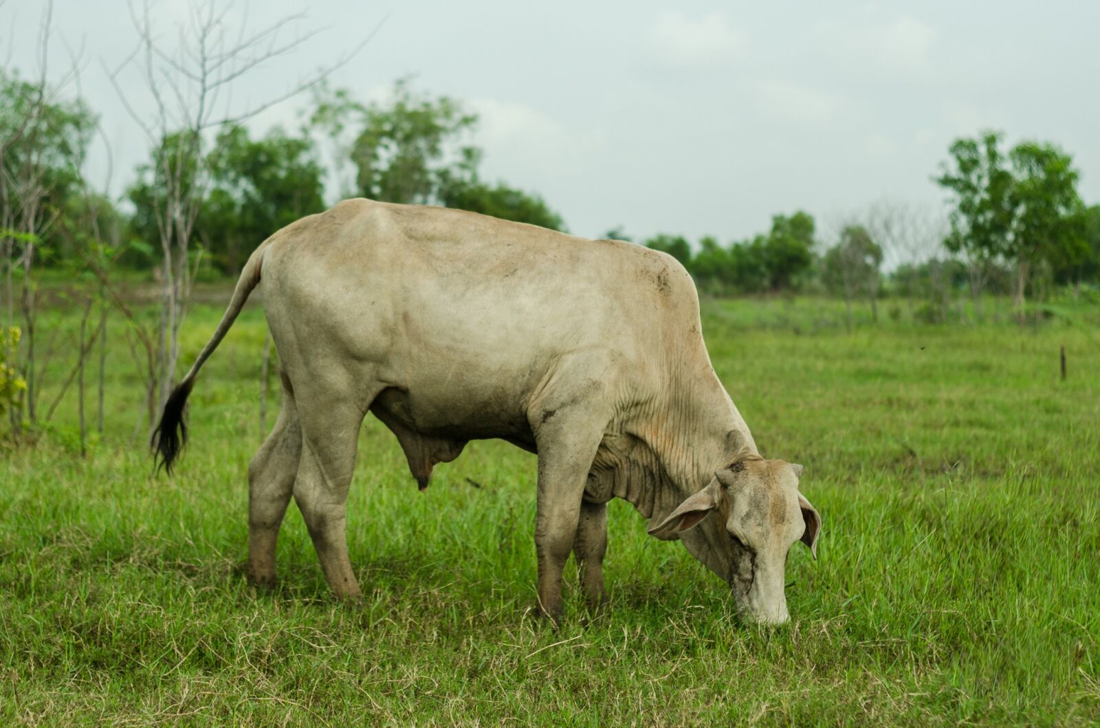 Nikon D5100 sample photo. Cow, nature, animal photography