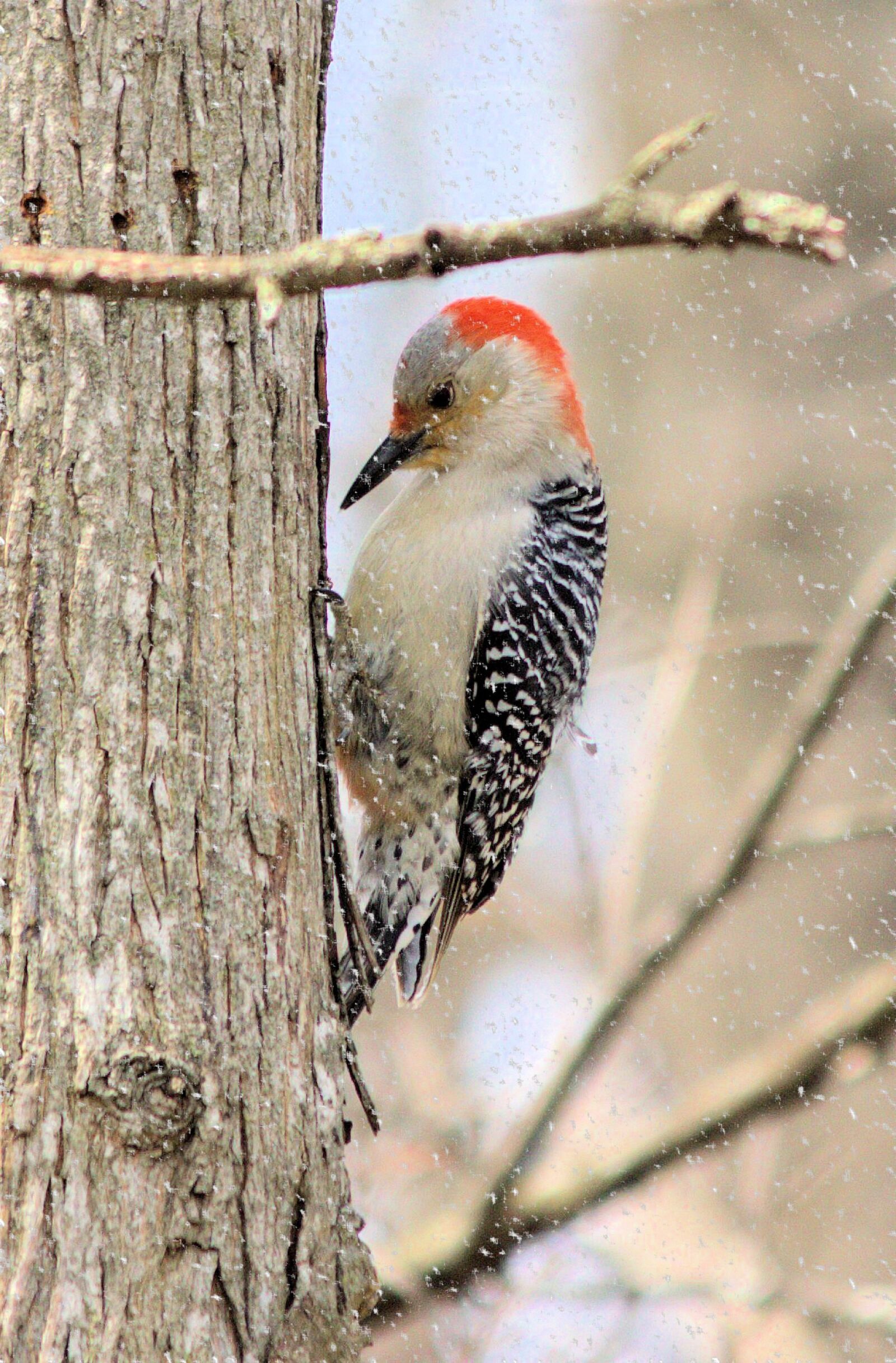 Canon EOS 550D (EOS Rebel T2i / EOS Kiss X4) sample photo. Woodpecker, red-bellied, snow photography