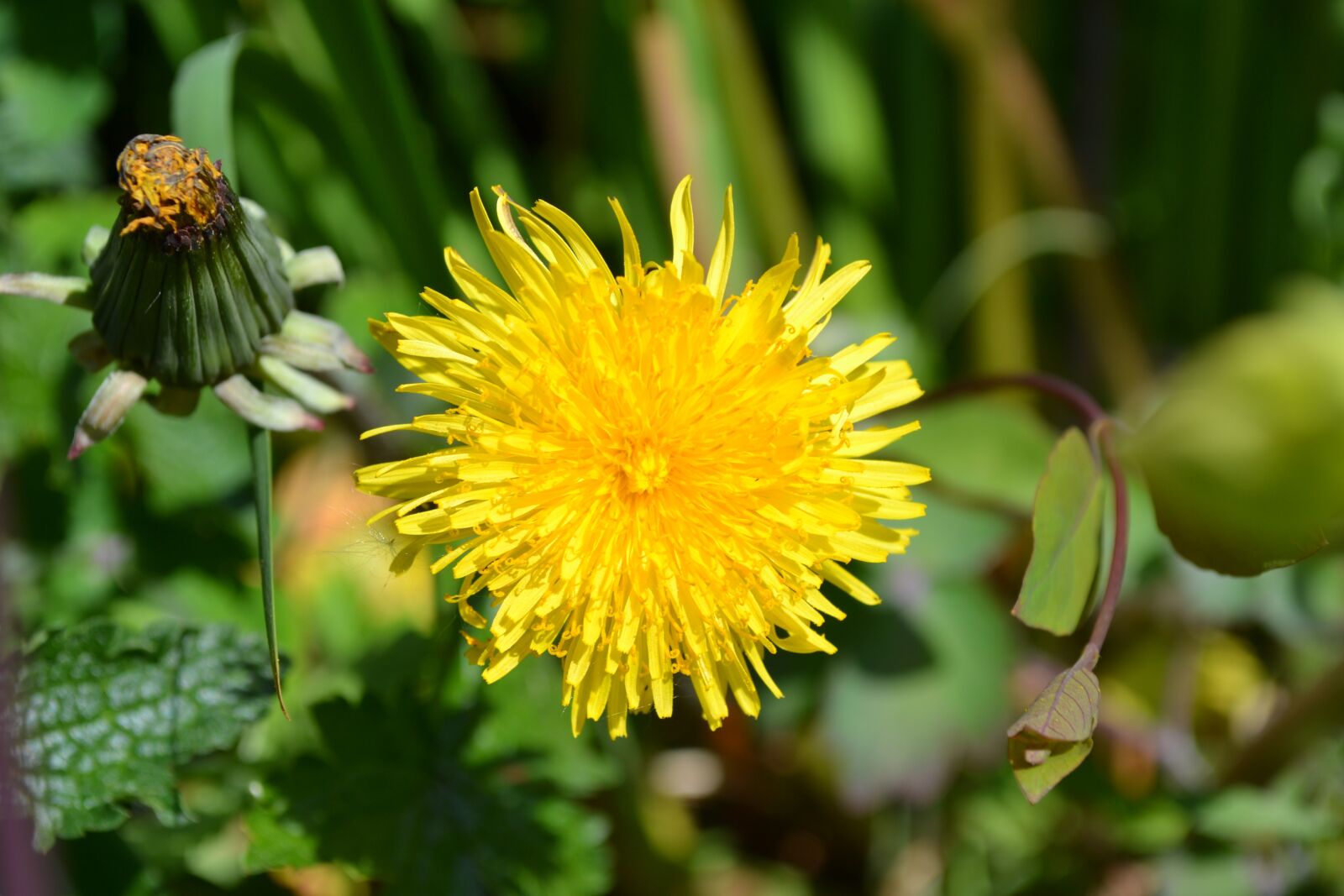 Nikon D3100 sample photo. Dandelion, yellow, flower photography