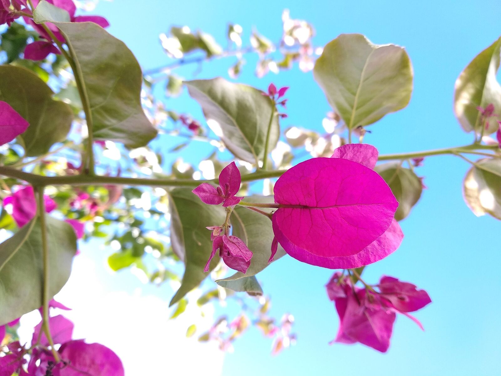 Xiaomi Mi A1 sample photo. Planta, árbol, primavera photography