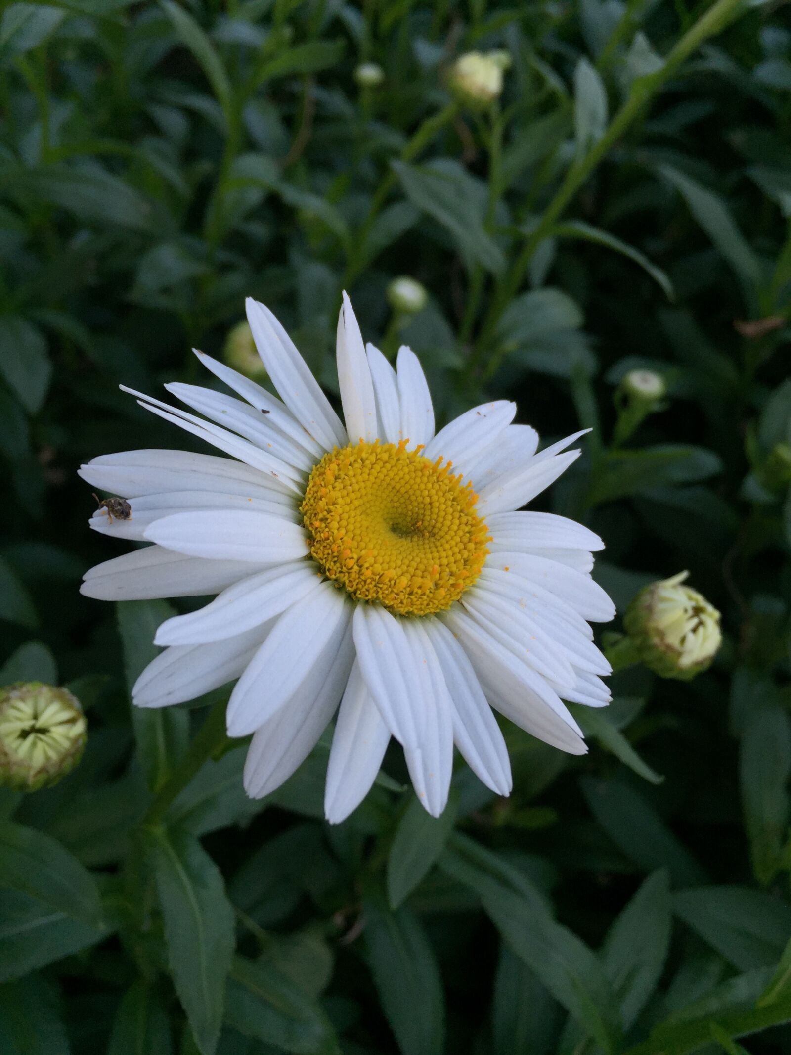 Apple iPhone + iPhone 6 back camera 4.15mm f/2.2 sample photo. Daisy, flower, floral photography