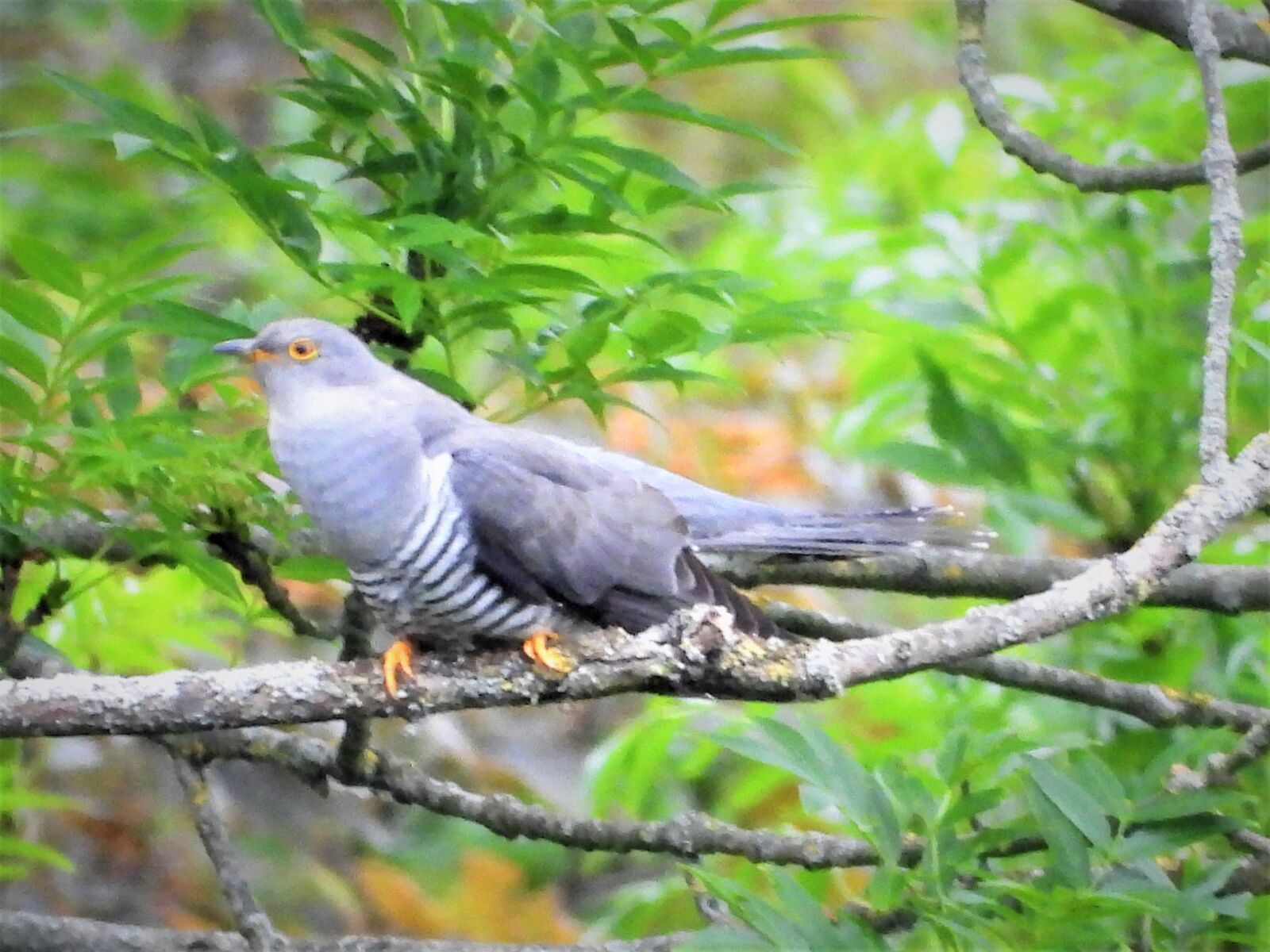 Nikon Coolpix P1000 sample photo. Cuckoo, bless me, man photography