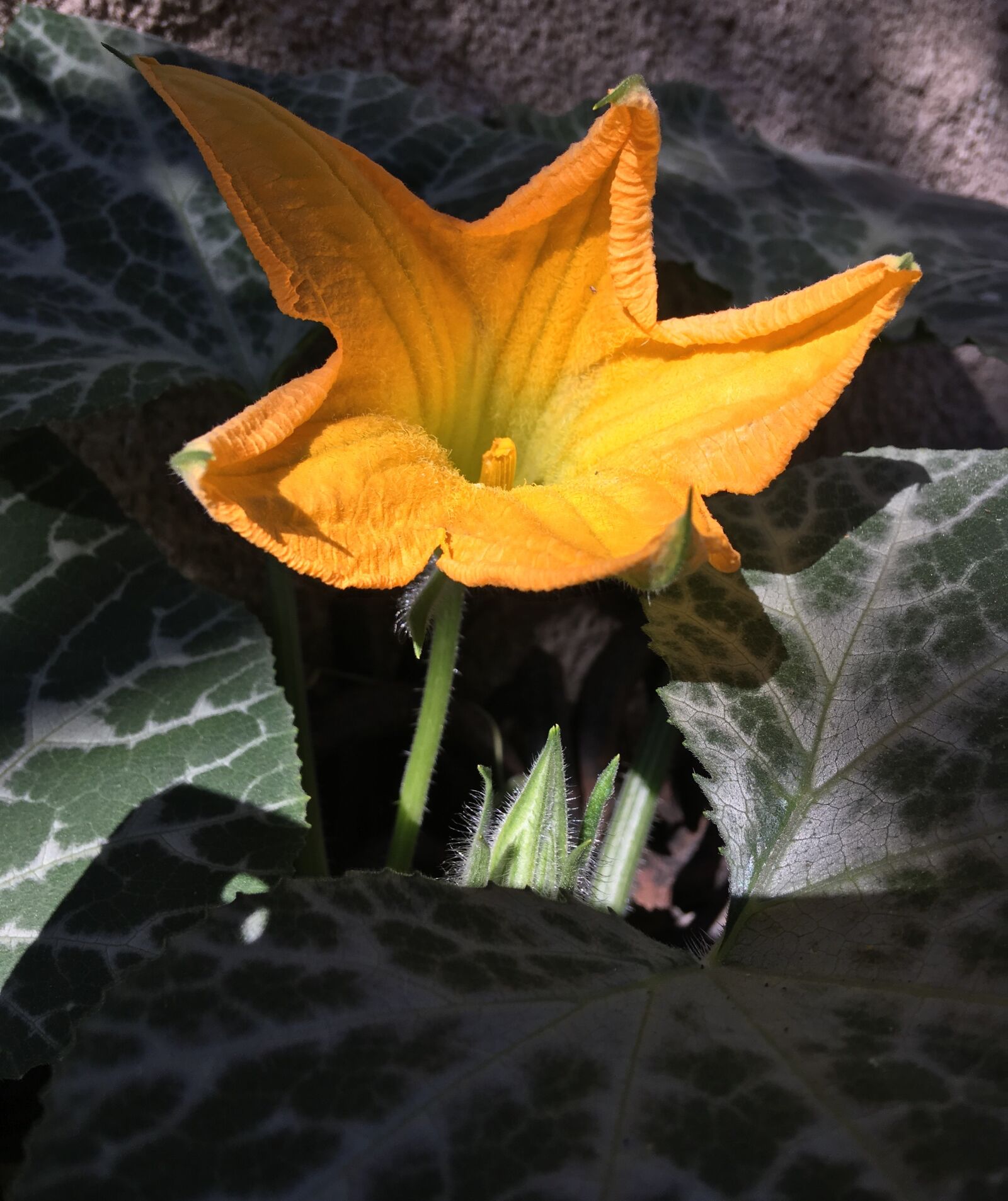 iPhone 6s Plus back camera 4.15mm f/2.2 sample photo. Yellow flower, yellow flowers photography
