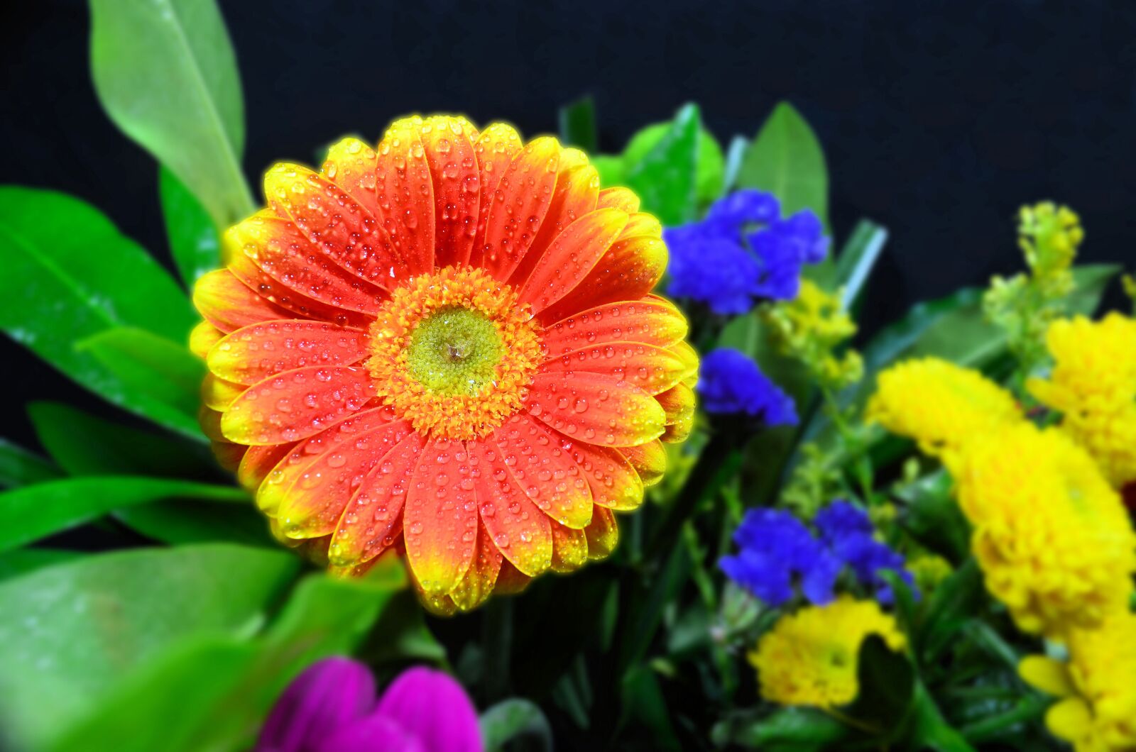 Nikon D5100 sample photo. Germini, orange, flower photography