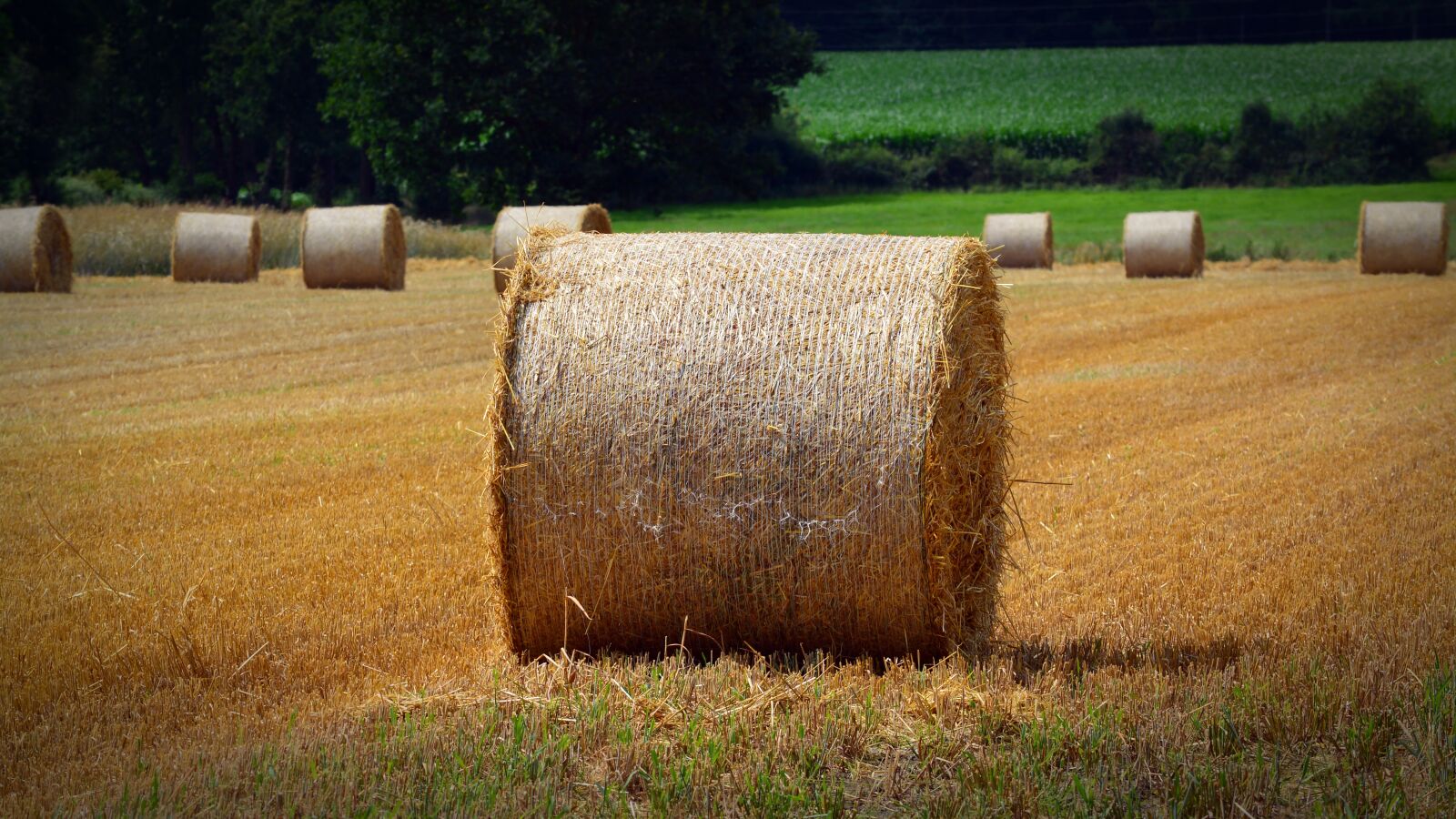 Nikon D5200 sample photo. Straw bales, harvest, straw photography