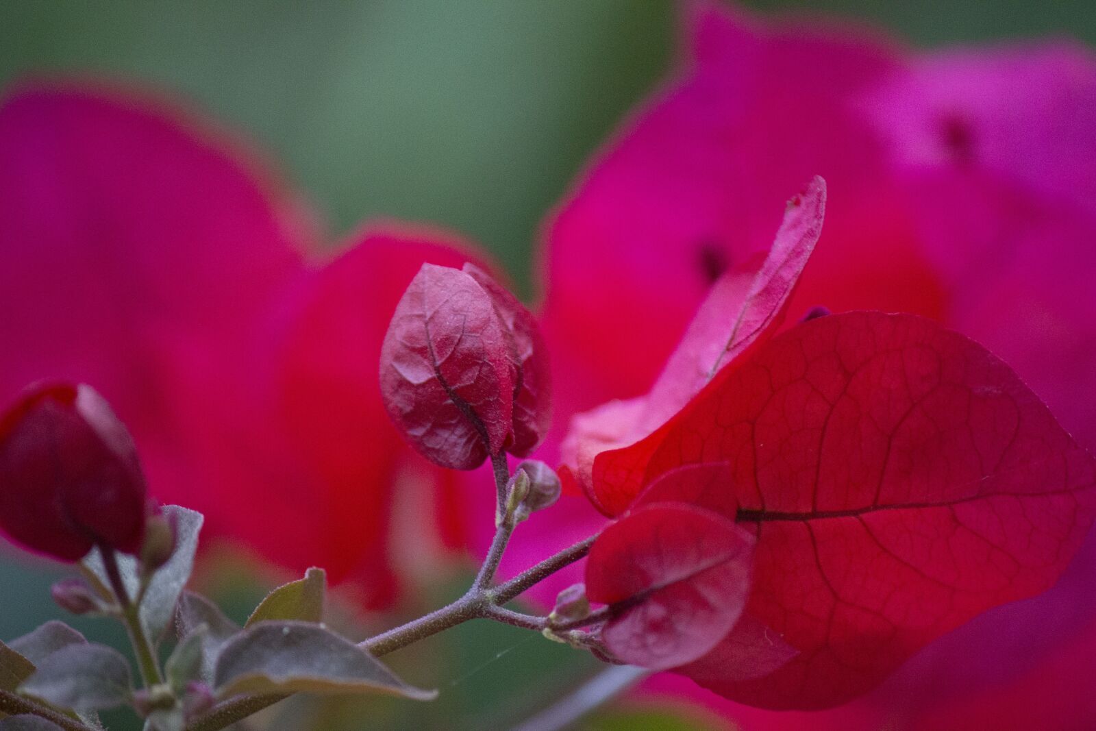 Canon EOS 600D (Rebel EOS T3i / EOS Kiss X5) sample photo. Bougainvillea, flower, bougainville photography