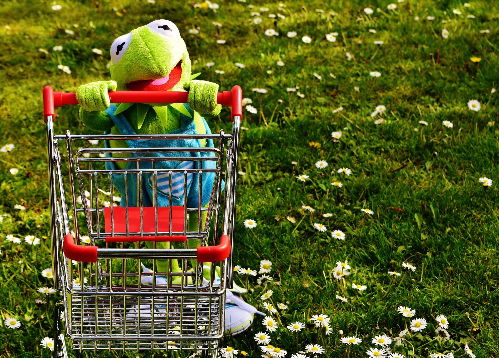 Nikon D7200 sample photo. Kermit, frog, shopping photography