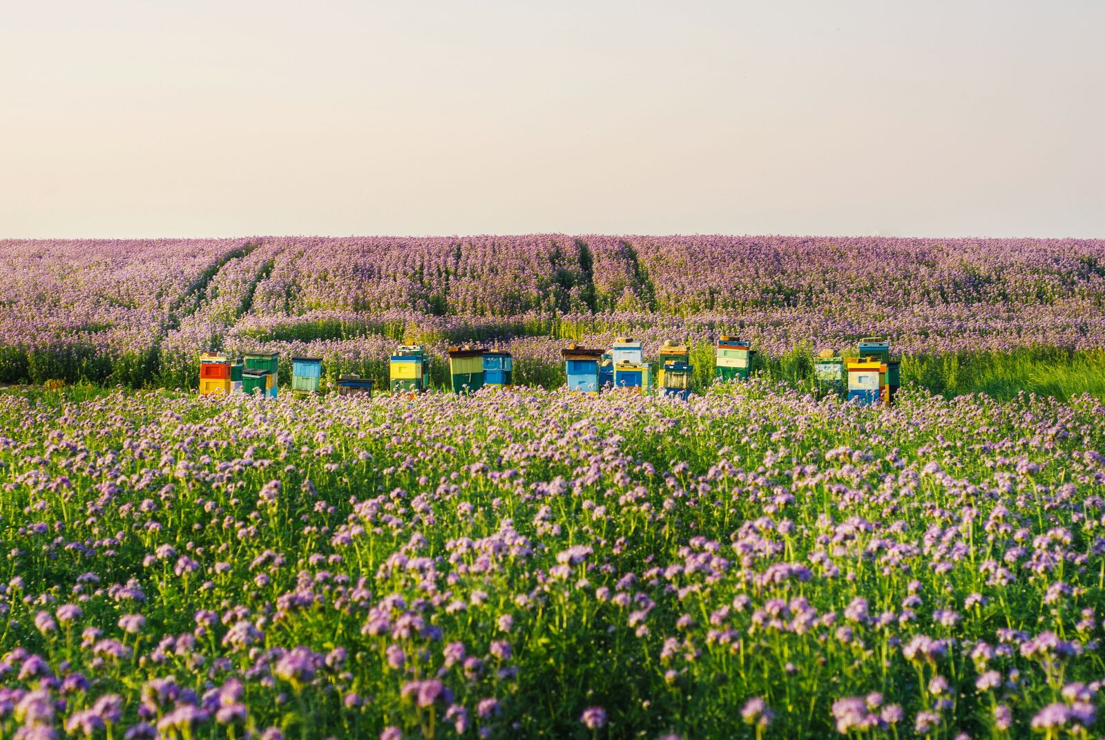Nikon D200 sample photo. Facelia, bees, ule photography