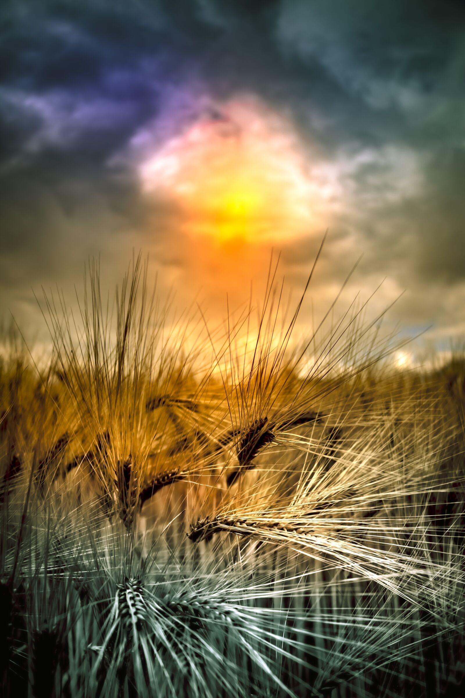 Canon EOS 90D sample photo. Field, wheat, nature photography
