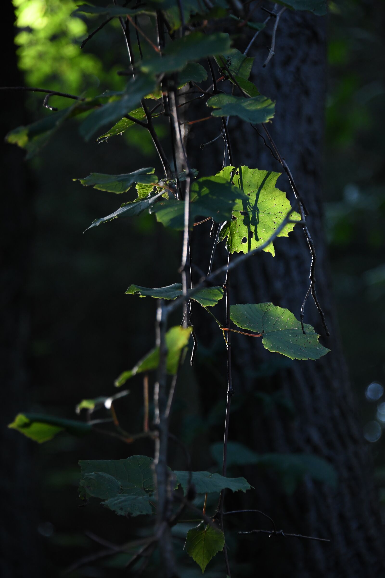 Nikon D850 sample photo. Leaves, woods, mystery photography